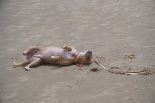Free stock photo of beach, dog, sand