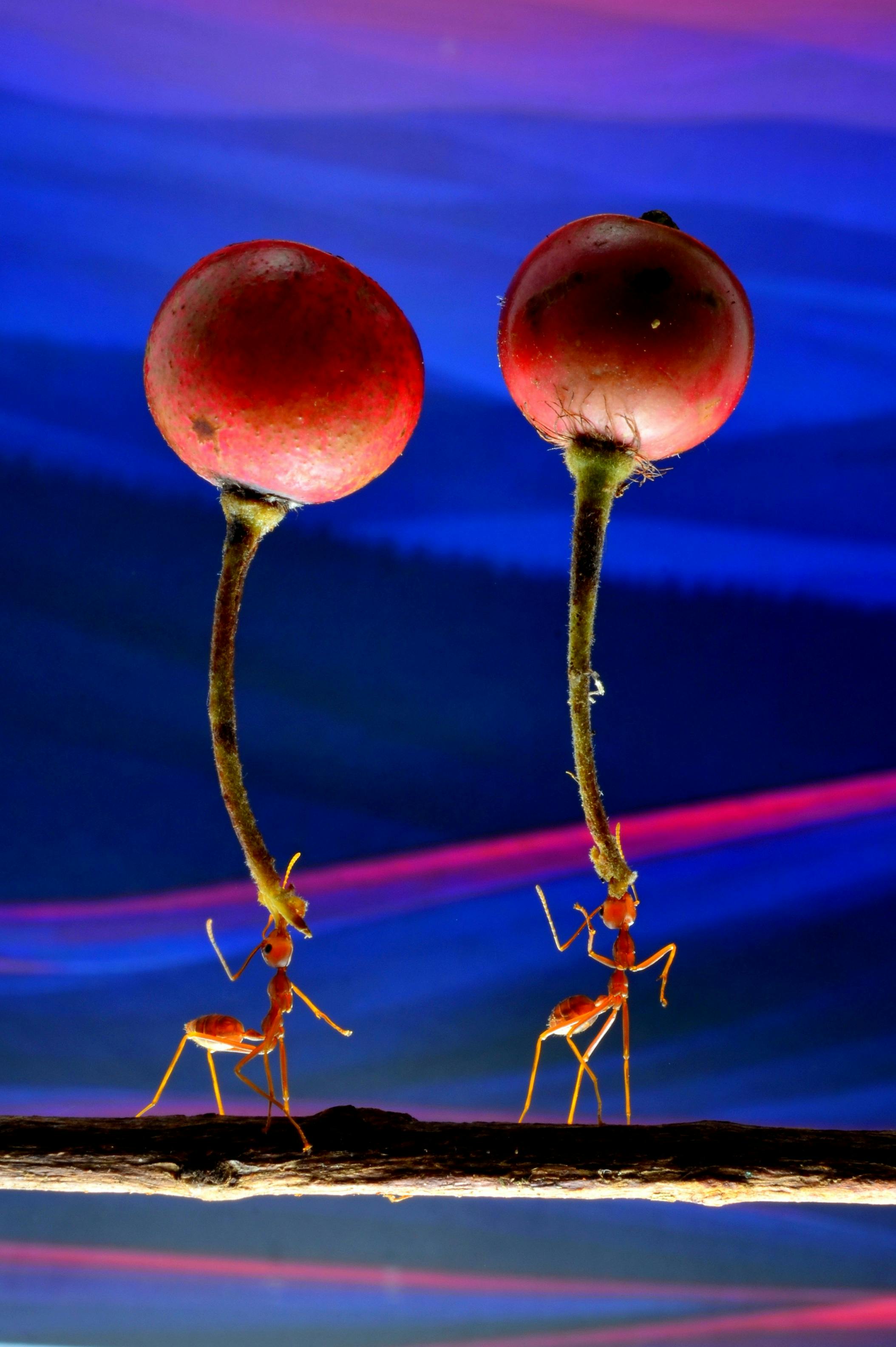 Ücretsiz Karıncaların doğal ortamlarında meyveleri kaldırırken sergiledikleri takım çalışması ve gücü gösteren makro çekim. Stok Fotoğraflar