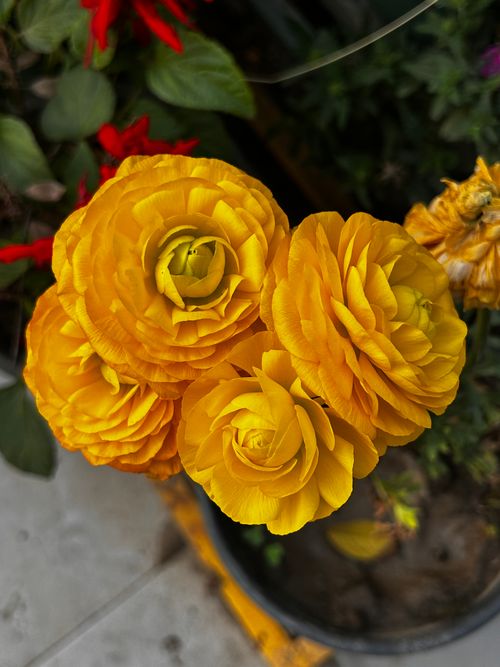 Free Bright yellow ranunculus flowers captured in full bloom, showcasing intricate petals. Stock Photo