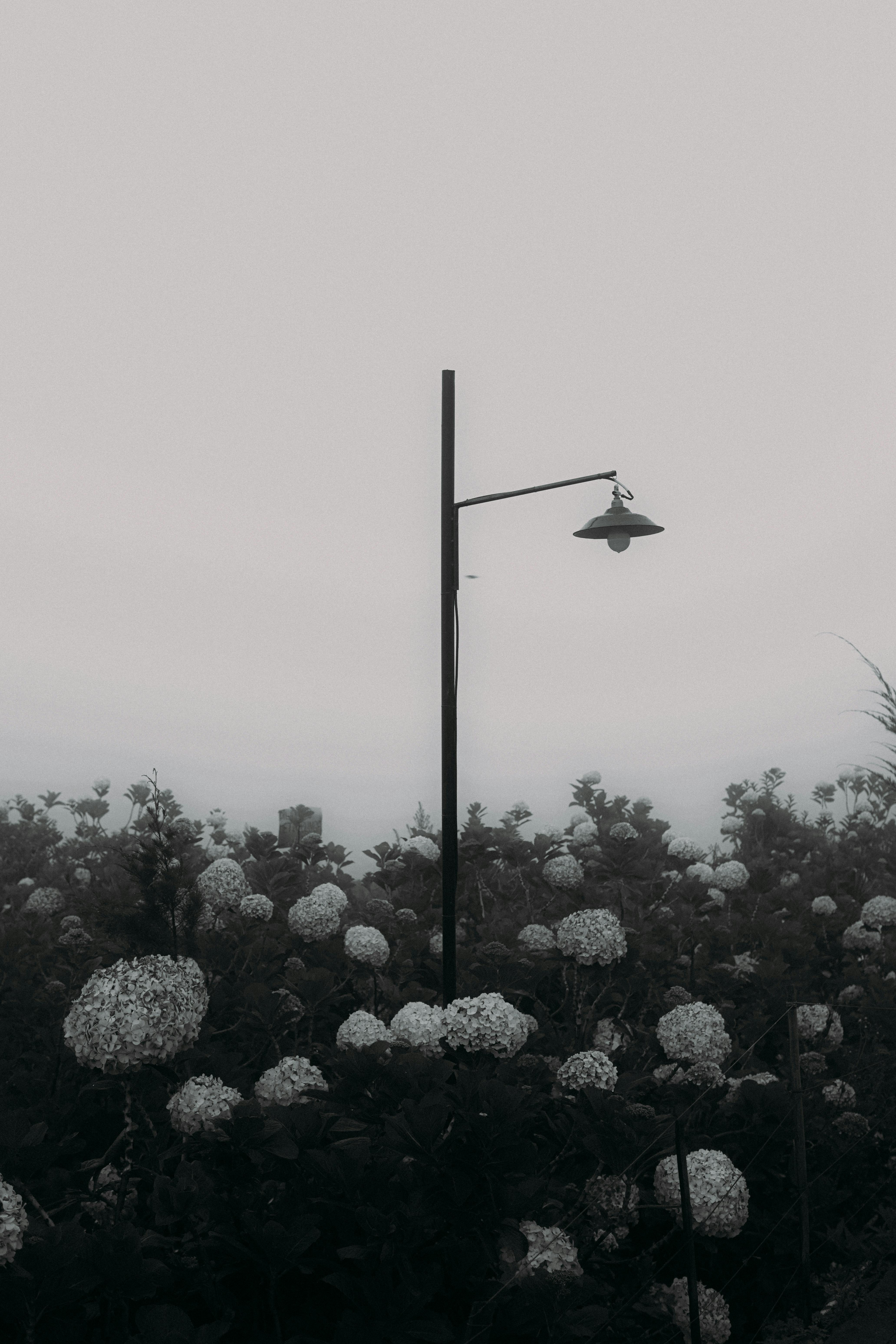 Free A solitary streetlamp stands amidst white flowers in a misty, mystical landscape. Stock Photo