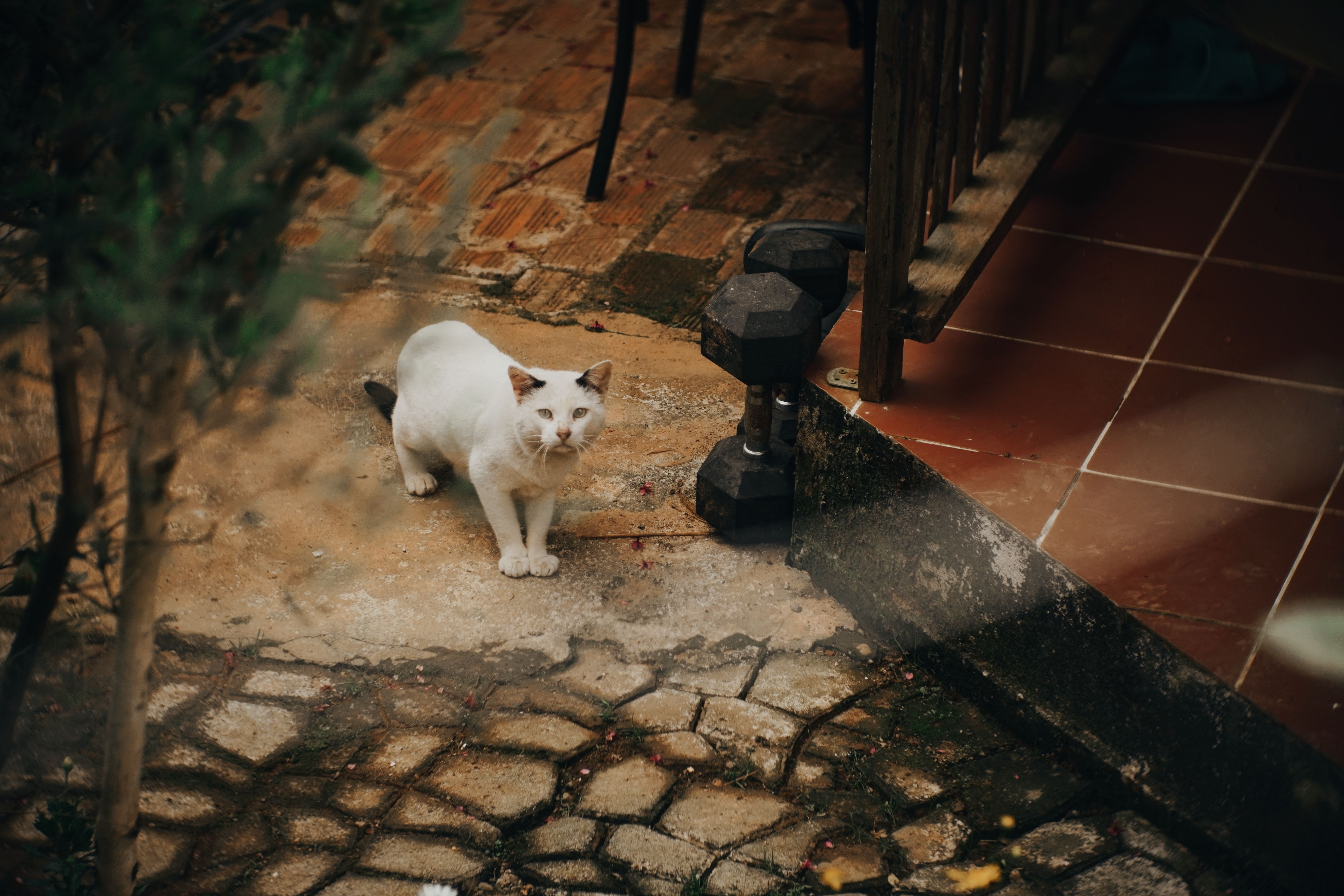4 Best Cat Foods for Weight Loss (2026)