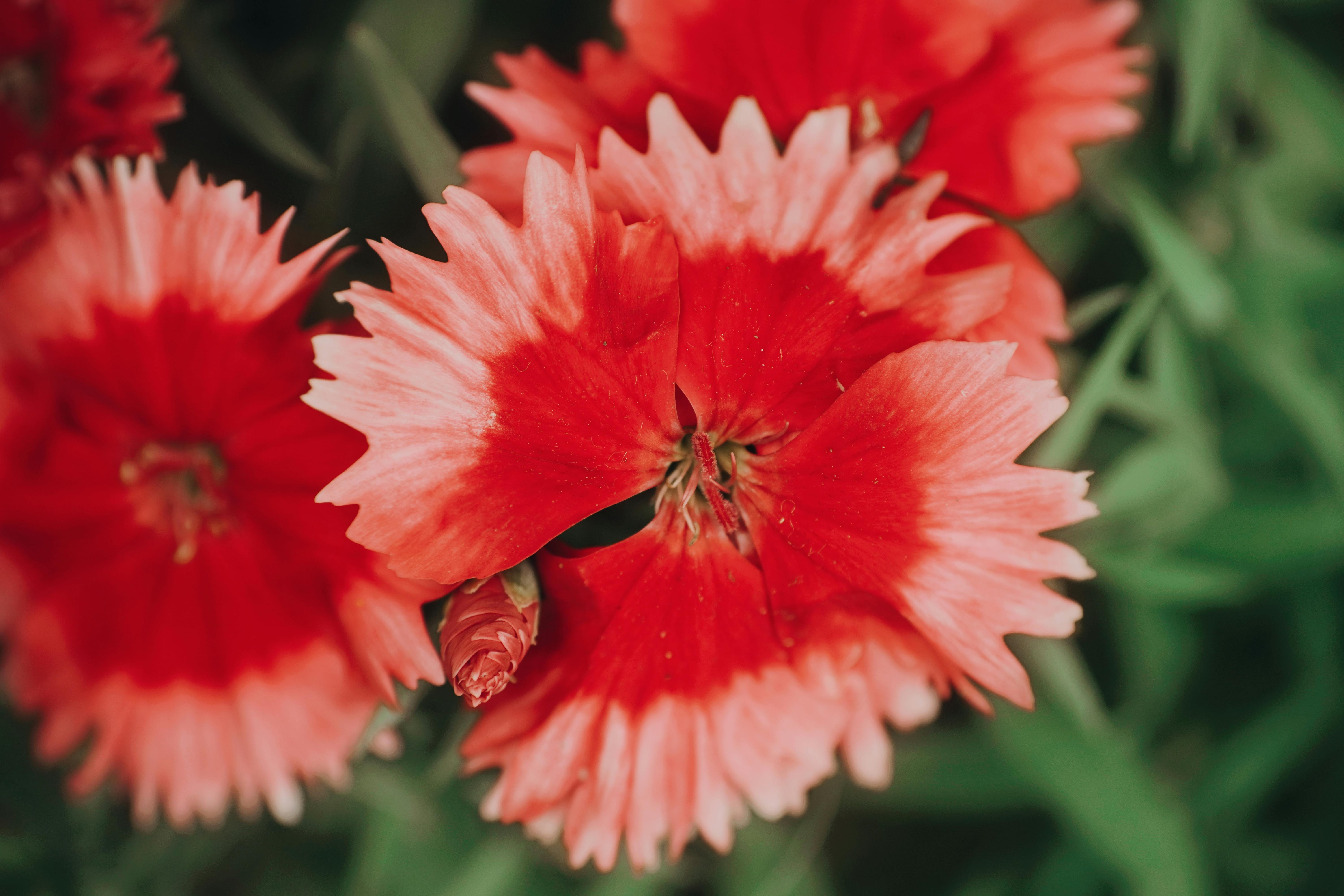gratis Close-up van felrode anjerbloemen met een wazige groene achtergrond. Stockfoto