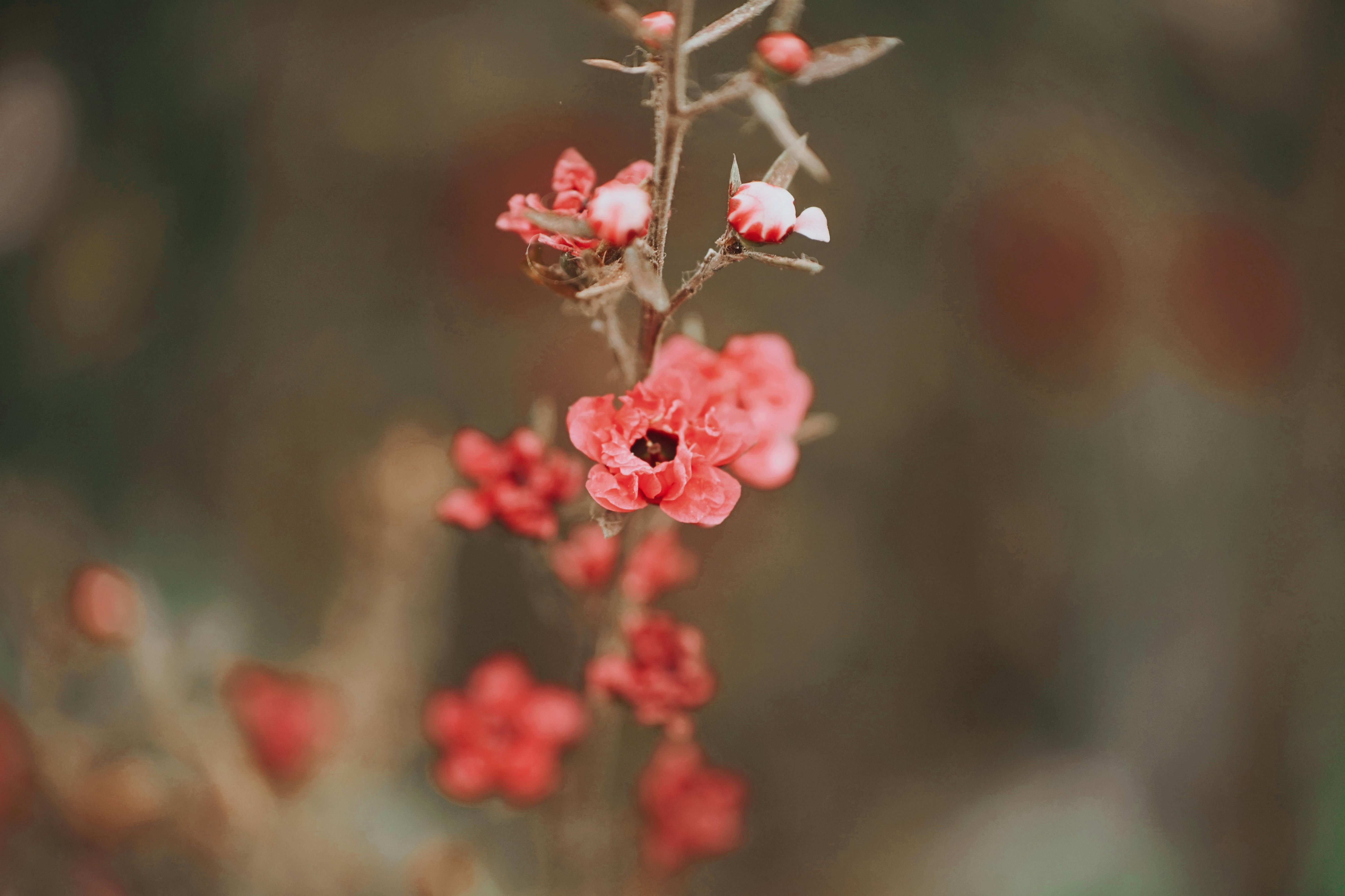 gratis Macrofoto van felrode bloemen tegen een wazige achtergrond. Stockfoto