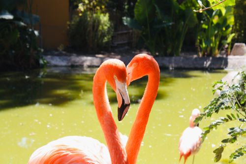 Free Two flamingos form a heart shape with their necks by a lush pond. Stock Photo