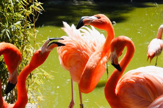 flamingo photo