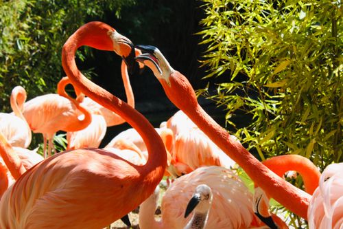 Free A lively group of flamingos in a natural setting at Puebla, Mexico, displaying vibrant colors. Stock Photo