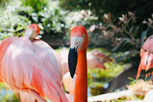 Free A vivid image of flamingos in a natural outdoor setting in Pue., México. Stock Photo
