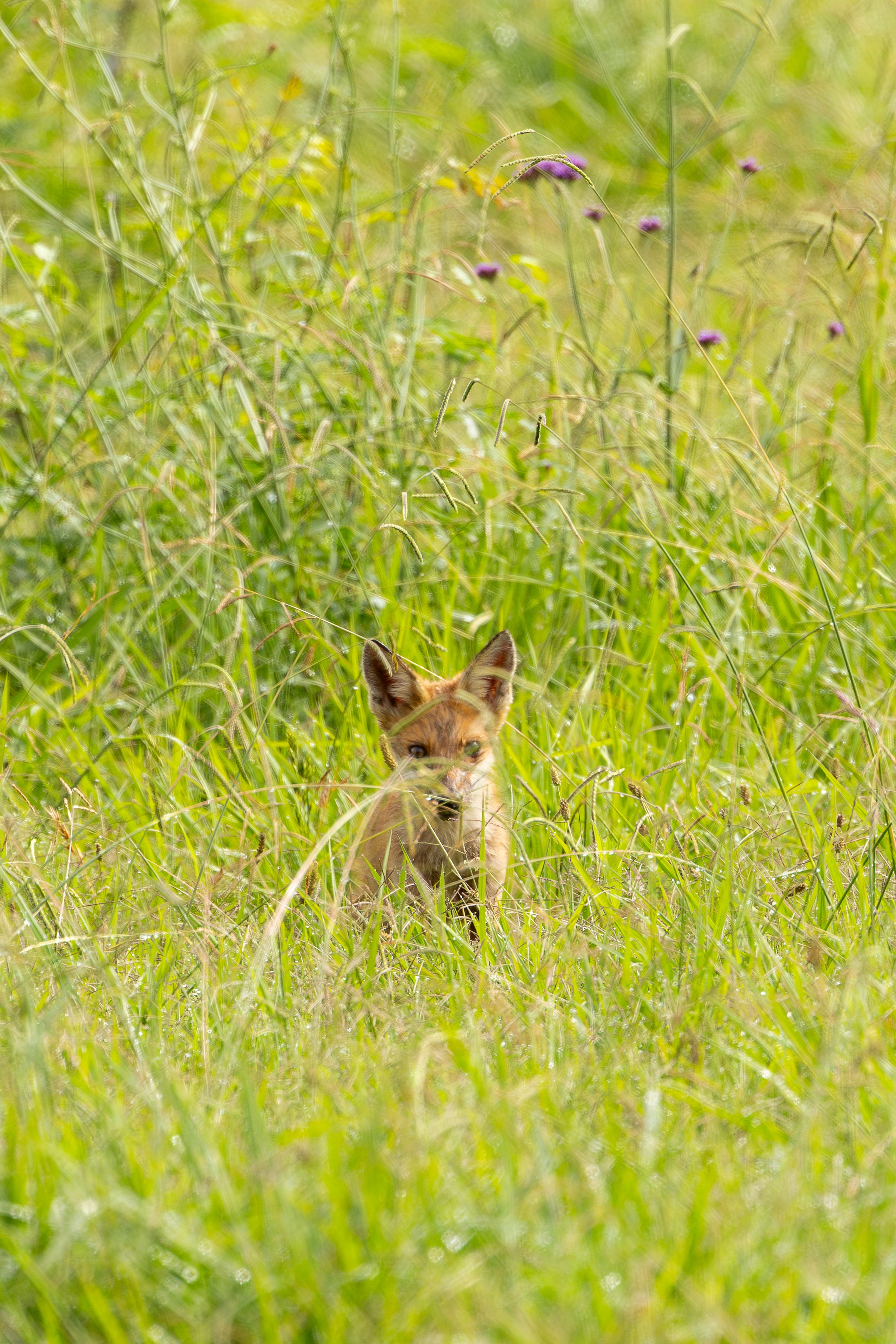 A curious young fox peeks through tall grass in Camden, NSW, Australia. Nature and wildlife photo.