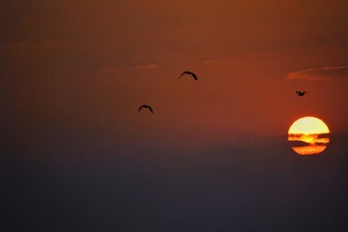 Fotos de stock gratuitas de puesta de sol