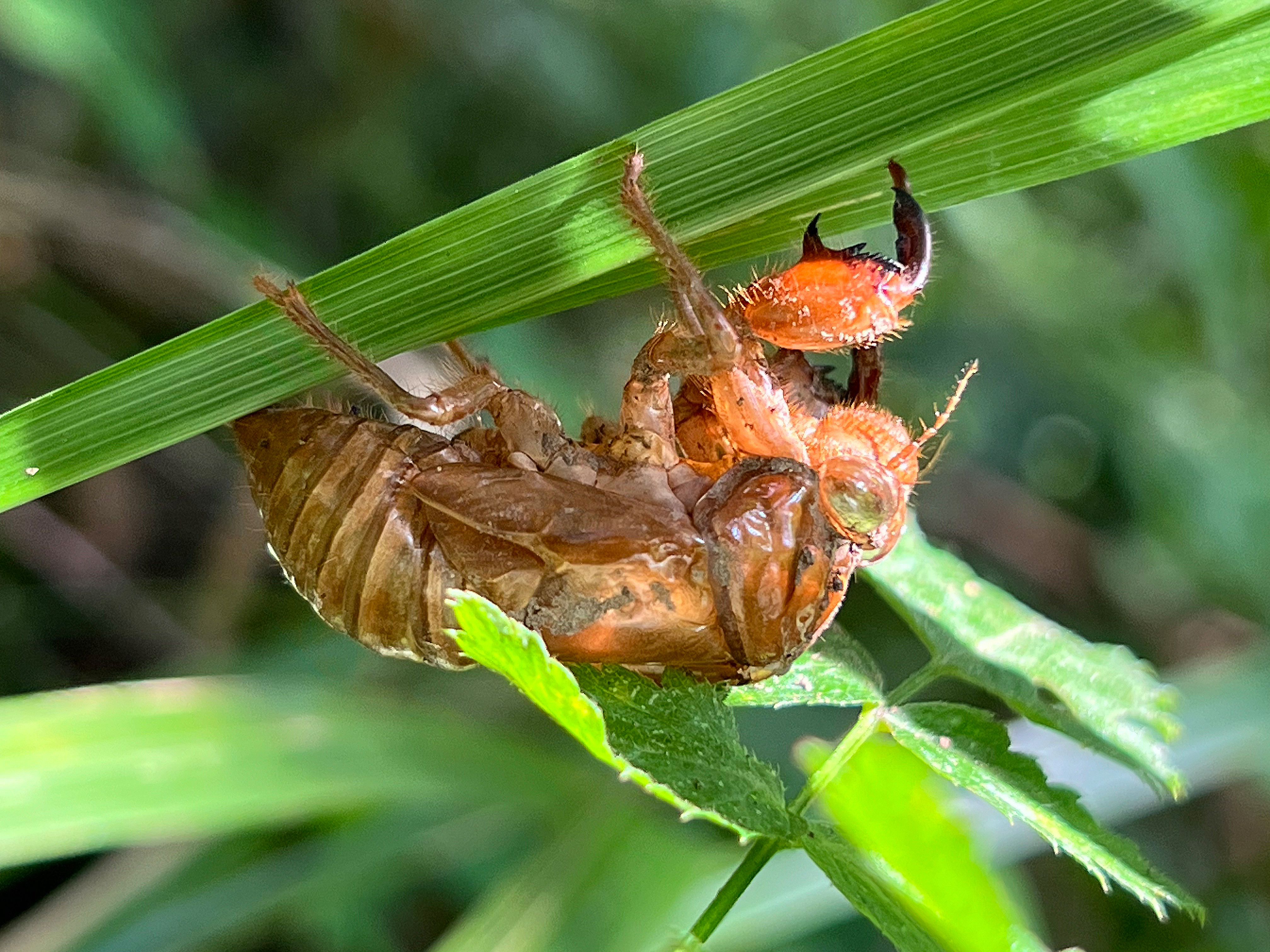 Cicada Shell Moulting on Leaf Close-Up · Free Stock Photo