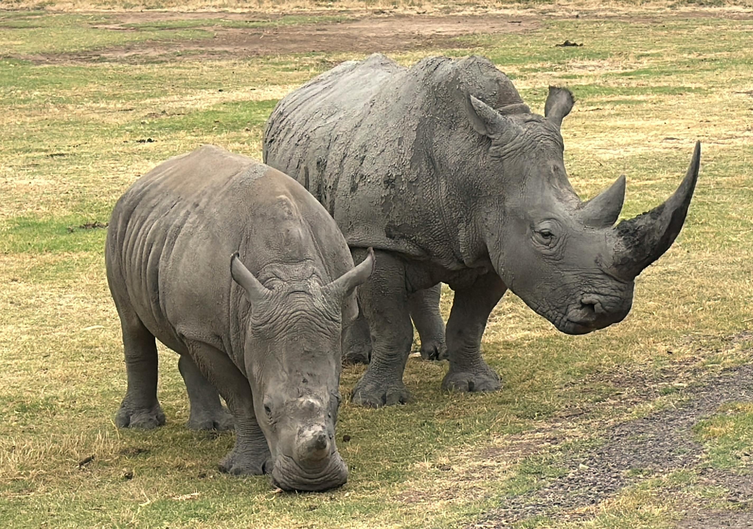 Gratuit Gros plan sur deux rhinocéros blancs broutant dans les plaines herbeuses de Werribee Sud, en Australie. Photos