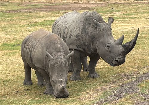 Free Close-up of two white rhinos grazing on grassy plains in Werribee South, Australia. Stock Photo