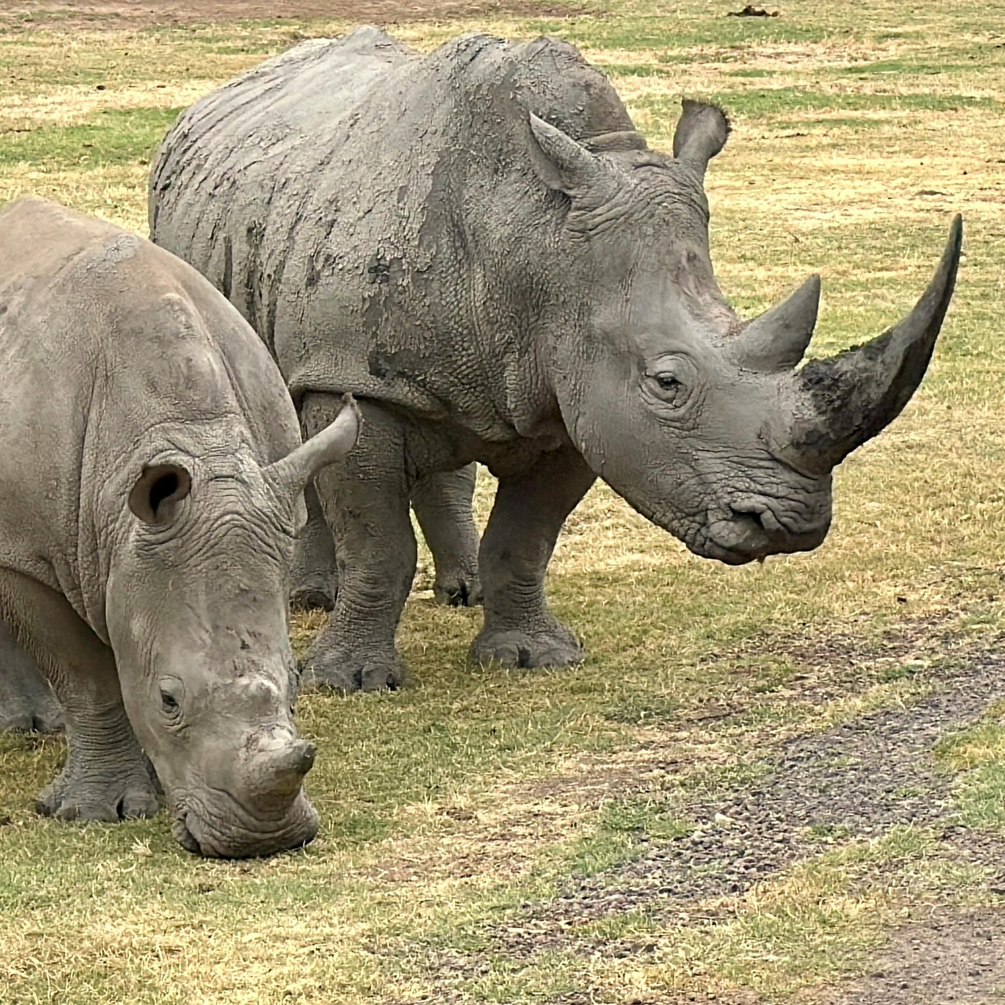 Gratuit Deux rhinocéros blancs broutent dans un champ herbeux à Werribee Sud, en Australie. Photos