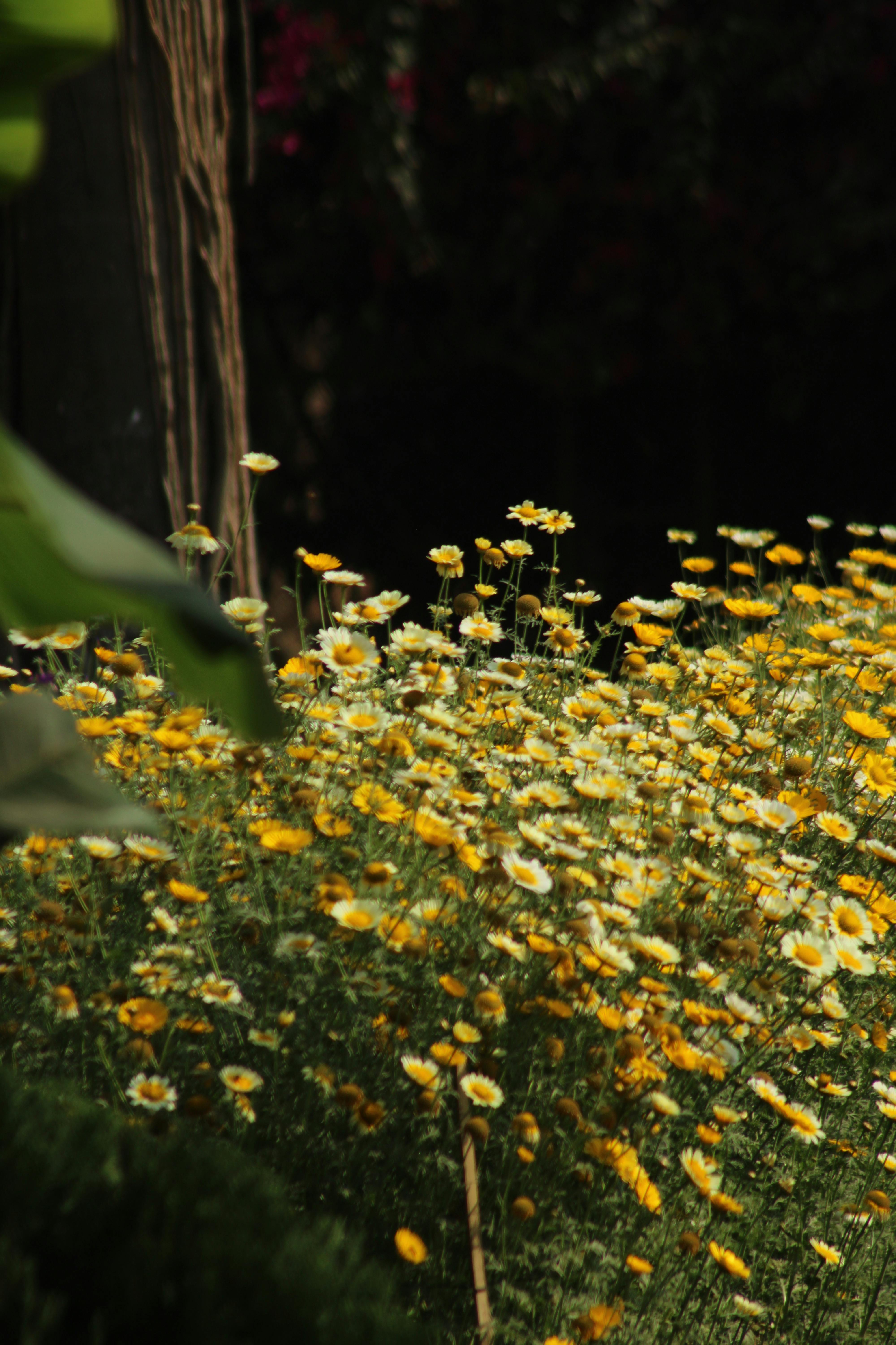 Miễn phí Những bông cúc vàng và trắng tươi tốt nở rộ trong khu vườn ngập nắng, gói gọn tinh túy của mùa xuân. Ảnh lưu trữ