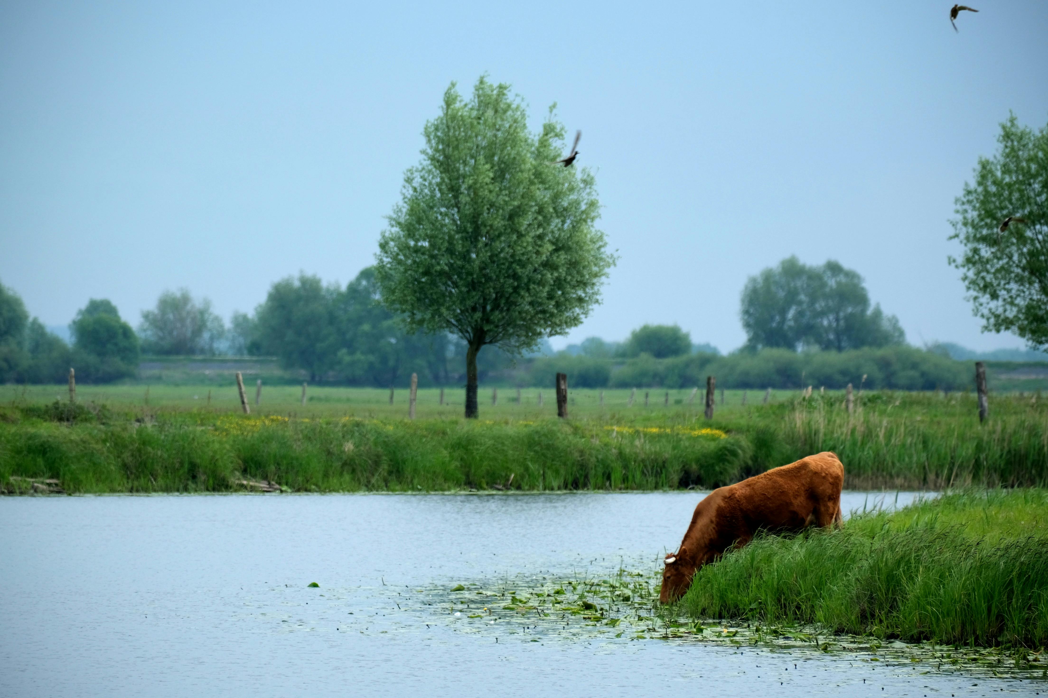 Δωρεάν Γαλήνια εξοχική σκηνή με μια αγελάδα που βόσκει δίπλα σε μια λίμνη κάτω από έναν καταγάλανο ουρανό. Φωτογραφία από στοκ φωτογραφιών