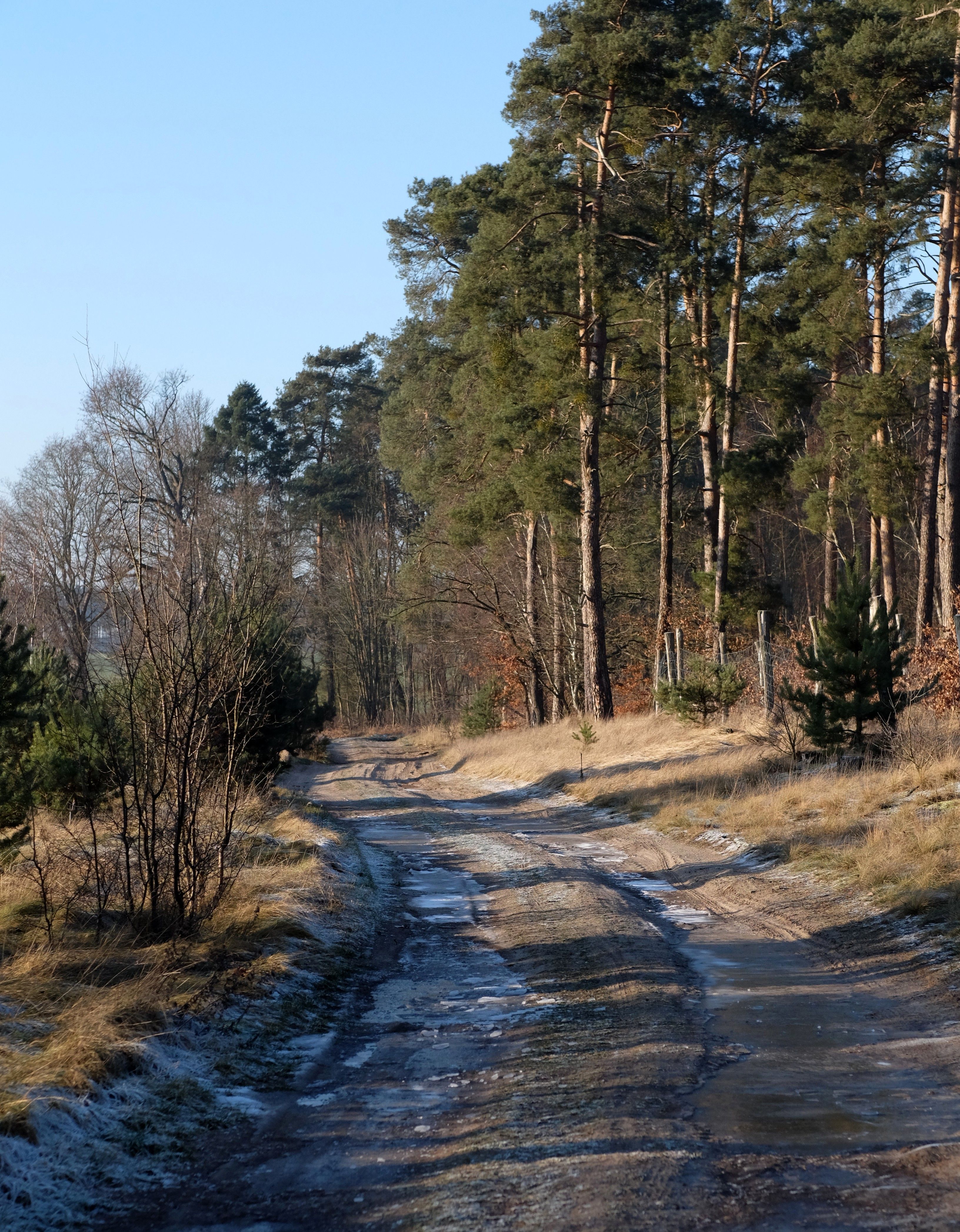 Serene Winter Path through Forest · Free Stock Photo