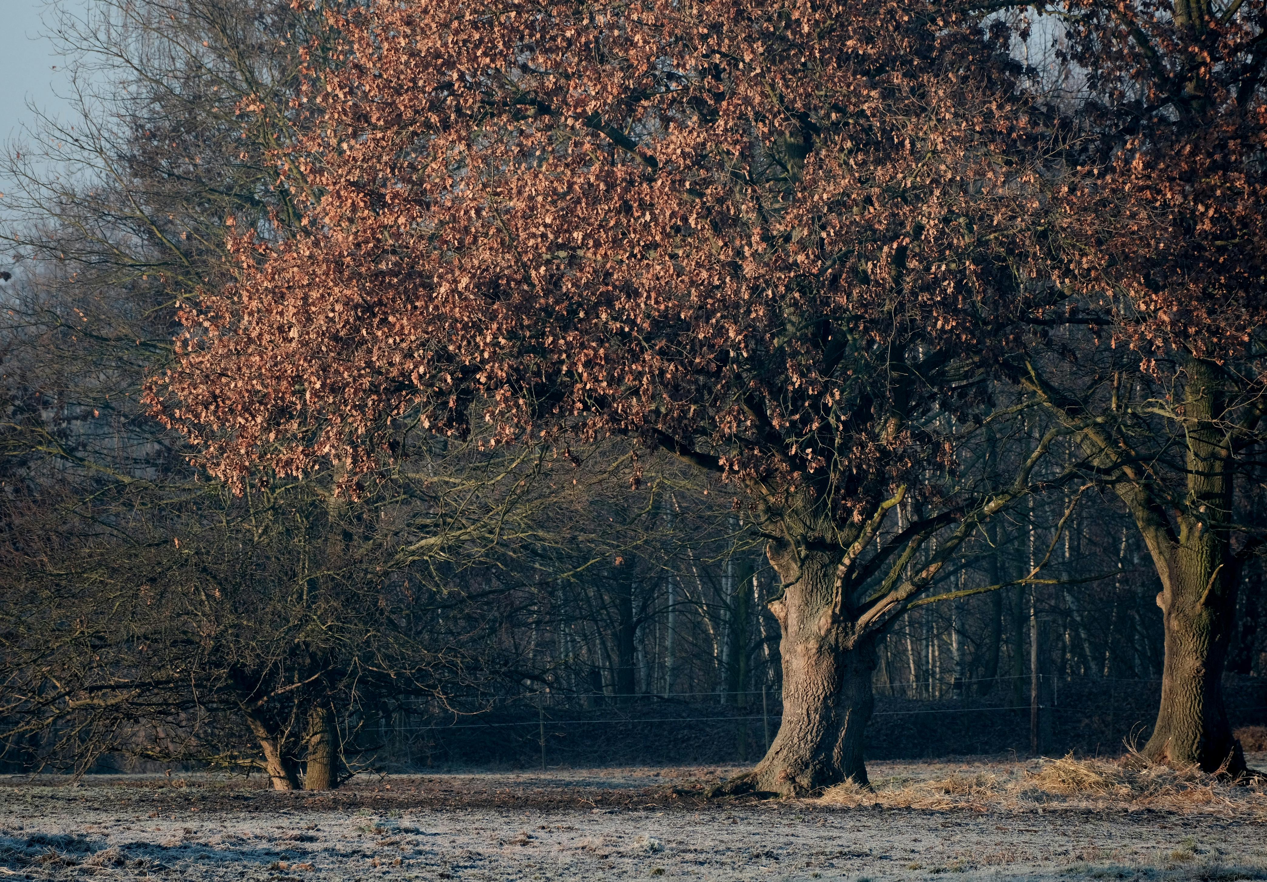 Free A tranquil winter scene featuring a frosty field and bare trees under a pale sky. Stock Photo