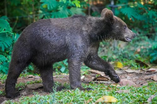 Free A young bear strolling through a forest with greenery around during daylight. Stock Photo