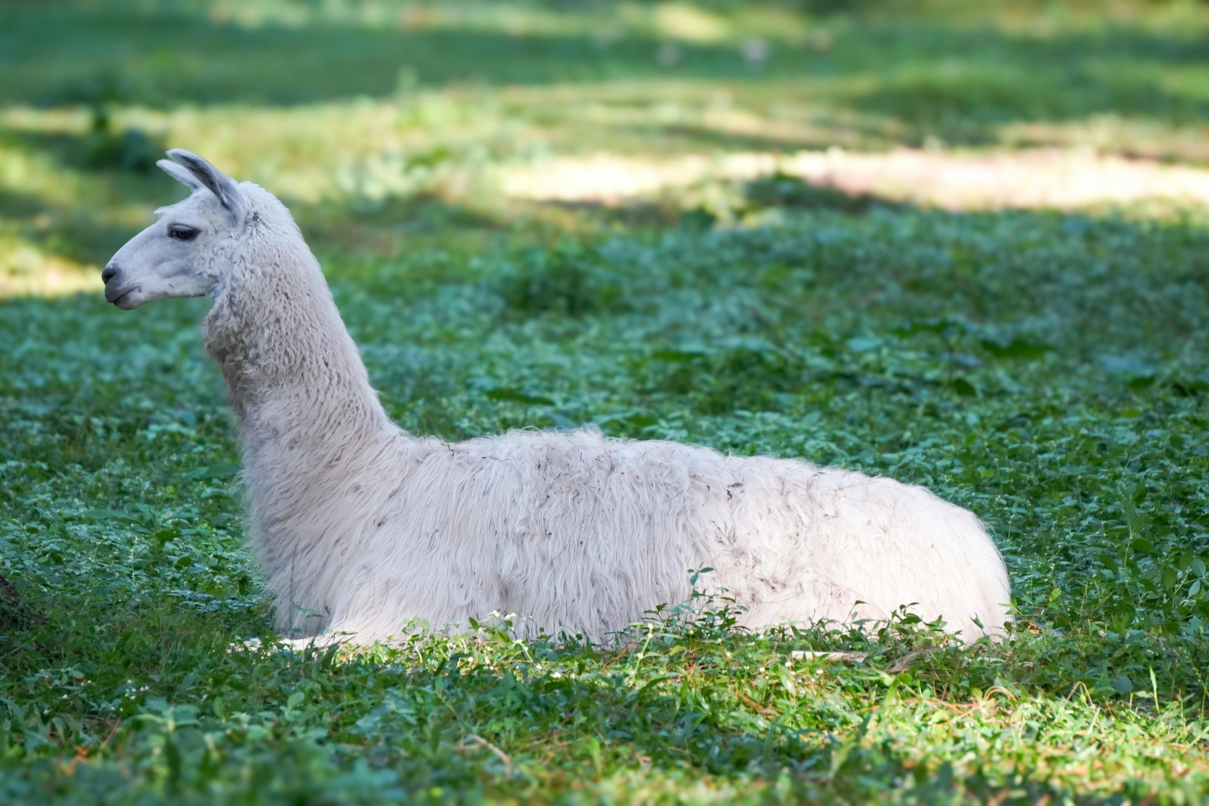 llamaindex