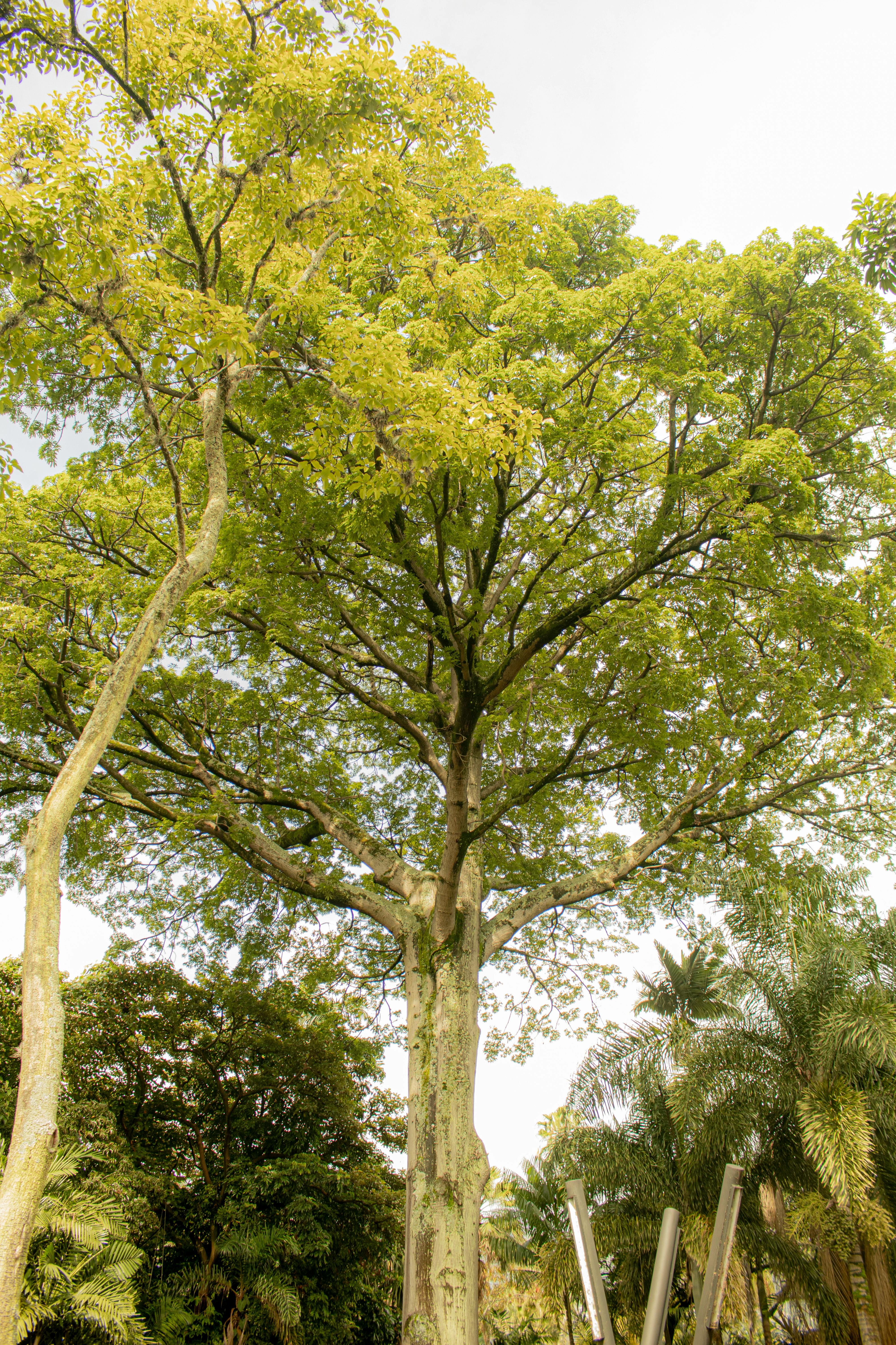 Δωρεάν Πλούσιο πράσινο δέντρο με φαρδιά κλαδιά κάτω από έναν καταγάλανο ουρανό στο φυσικό περιβάλλον της Κολομβίας. Φωτογραφία από στοκ φωτογραφιών