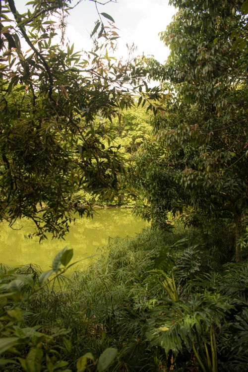 Free A serene view of dense jungle vegetation surrounding a calm pond in Colombia's tropical forest. Stock Photo