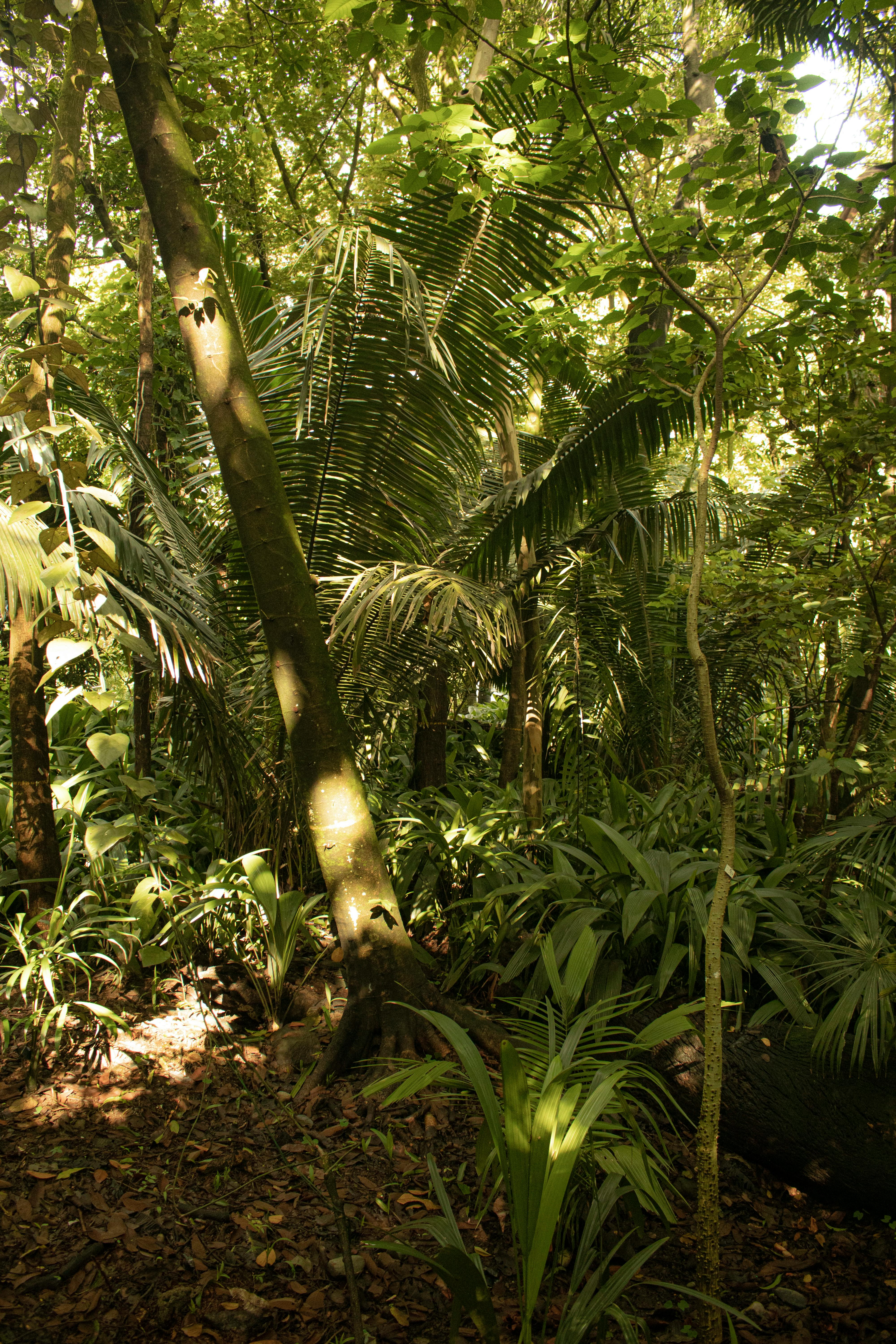 Δωρεάν στοκ φωτογραφιών με biome, αμαζόνα, βιολογία Φωτογραφία από στοκ φωτογραφιών