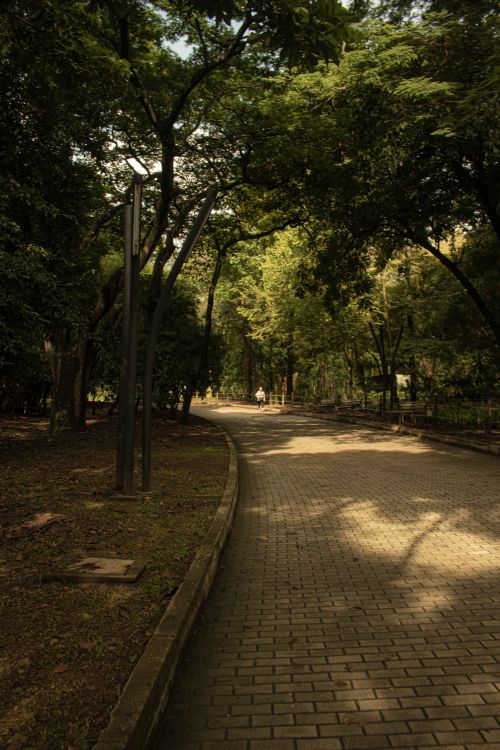 Free Peaceful walkway winding through a verdant park in Colombia, ideal for relaxation and nature exploration. Stock Photo
