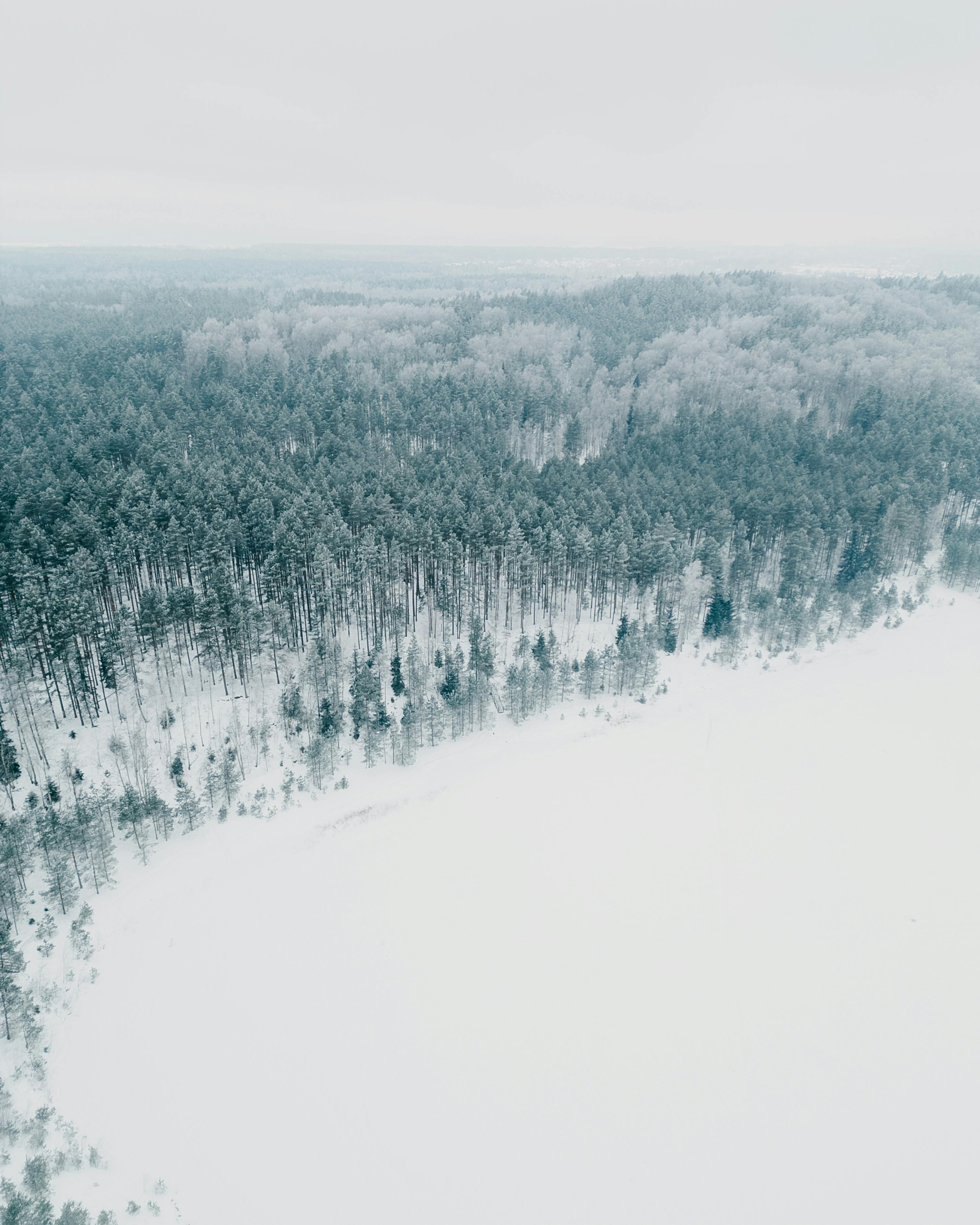 Miễn phí Ảnh chụp từ trên cao một khu rừng phủ đầy tuyết ở Sigulda, Latvia. Cảnh quan mùa đông thanh bình với những hàng cây phủ sương giá. Ảnh lưu trữ