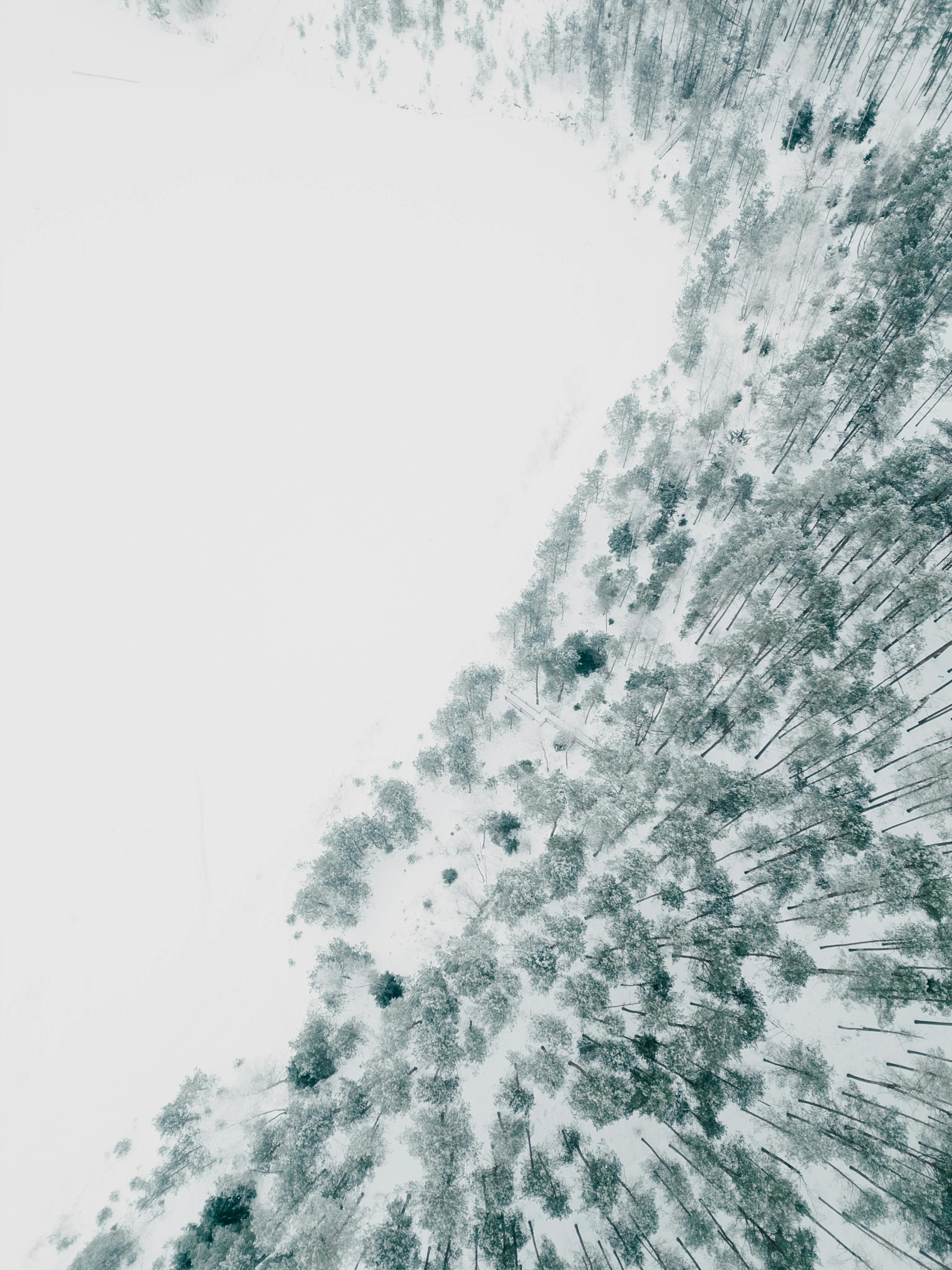 gratis Spectaculair luchtfoto van een met sneeuw bedekt bos in de winter, met hoge bomen die een betoverend patroon vormen. Stockfoto