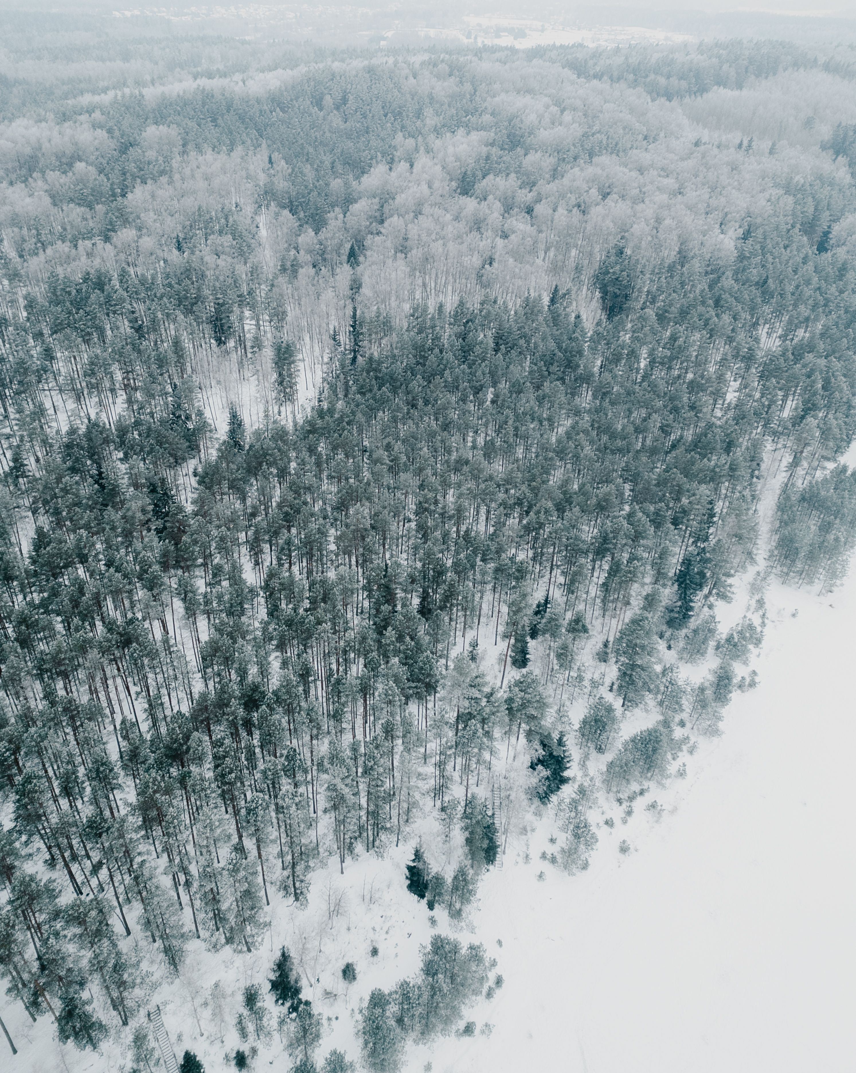 Aerial View of Snow-Covered Forest in Winter · Free Stock Photo