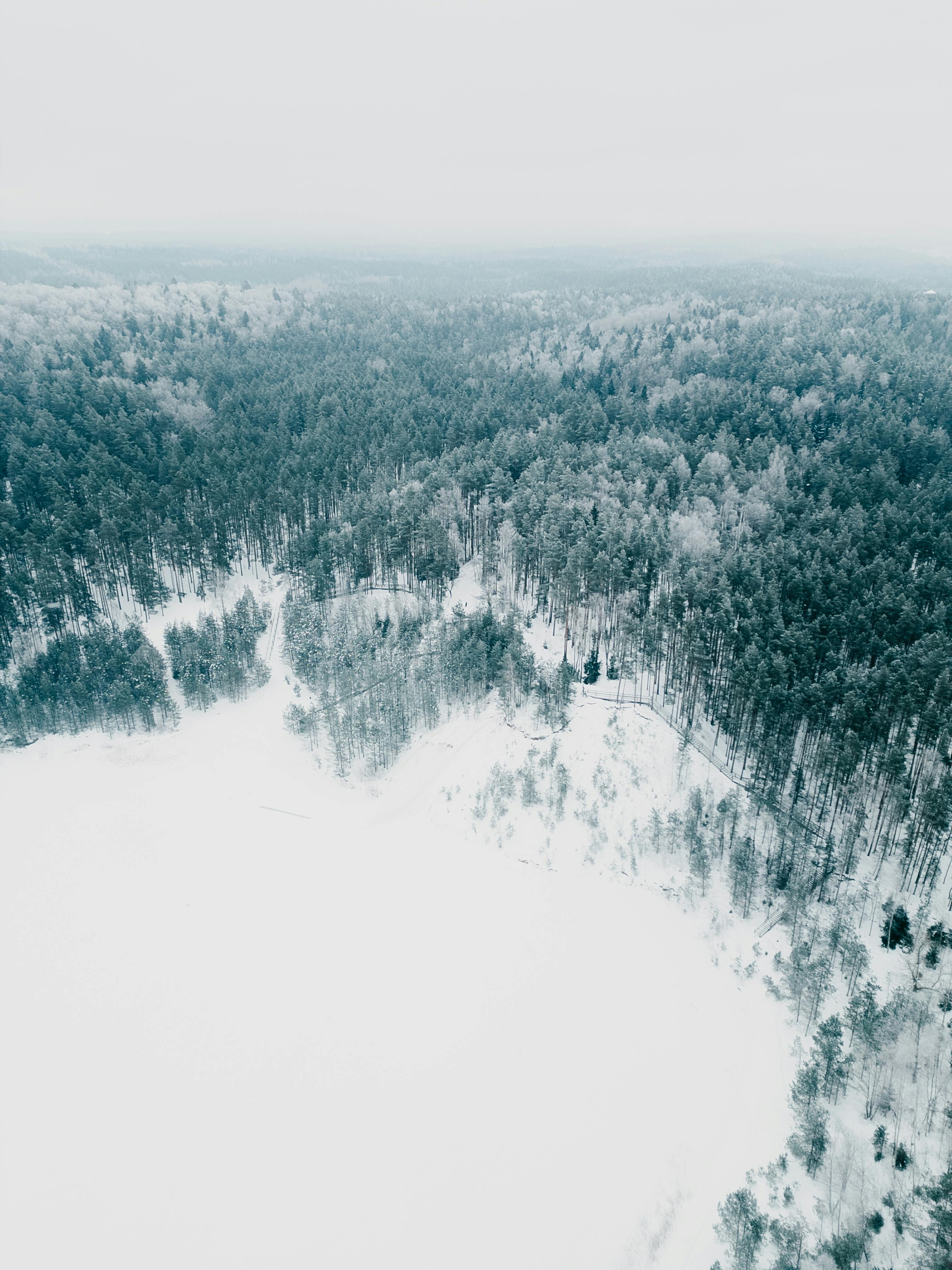 Miễn phí Một bức ảnh chụp từ trên cao ngoạn mục về một khu rừng tươi tốt được bao phủ bởi tuyết trong mùa đông, thể hiện vẻ đẹp tự nhiên tuyệt vời. Ảnh lưu trữ