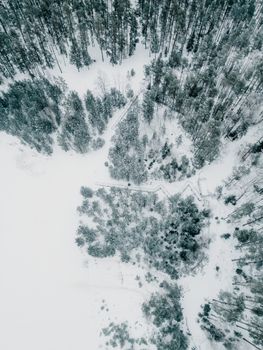 Stunning aerial shot of a wintry pine forest blanketed in snow, showcasing natural beauty.