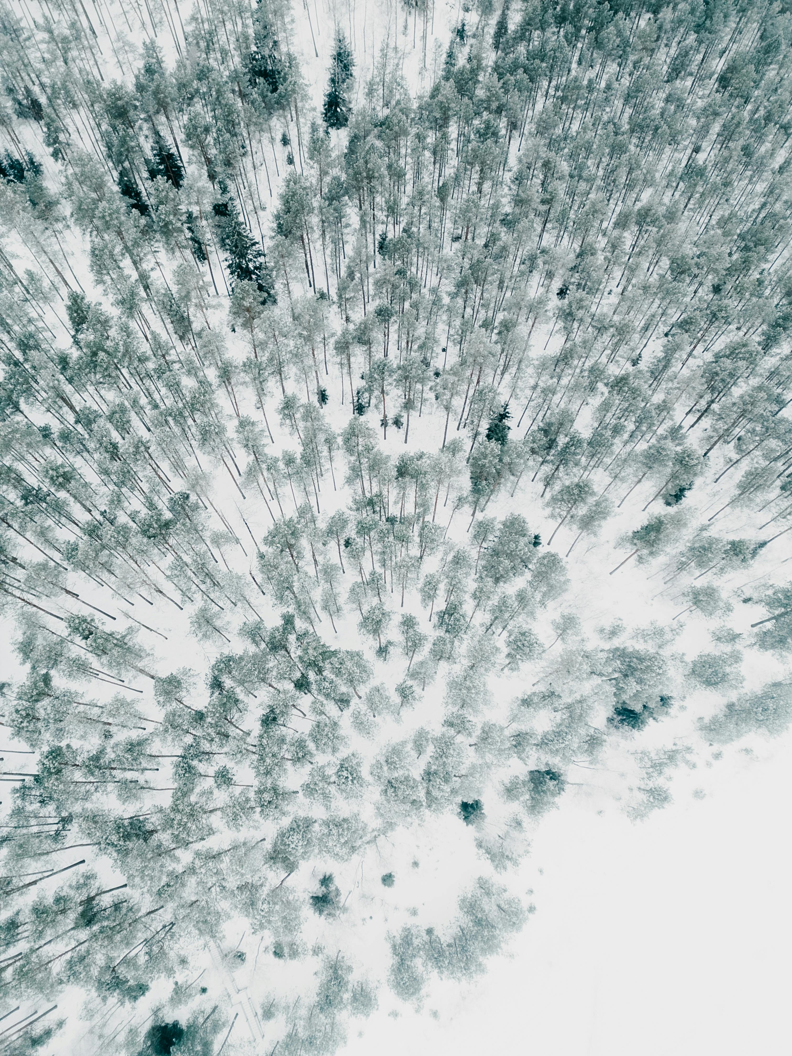 Δωρεάν Γαλήνια αεροφωτογραφία ενός χιονισμένου δάσους στη Λετονία κατά τη διάρκεια του χειμώνα. Φωτογραφία από στοκ φωτογραφιών