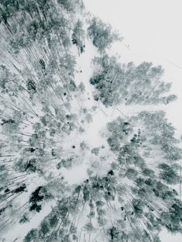 Stunning aerial shot of a snow-covered forest in winter creating a serene landscape.