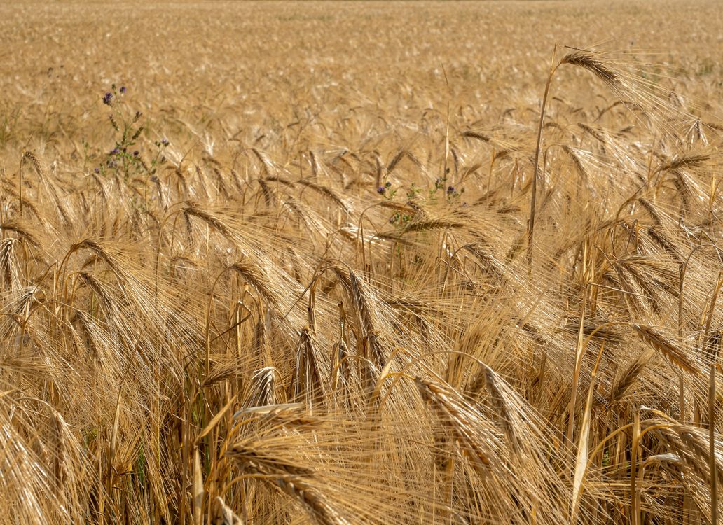 Golden Wheat Field Under Sunny Sky · Free Stock Photo