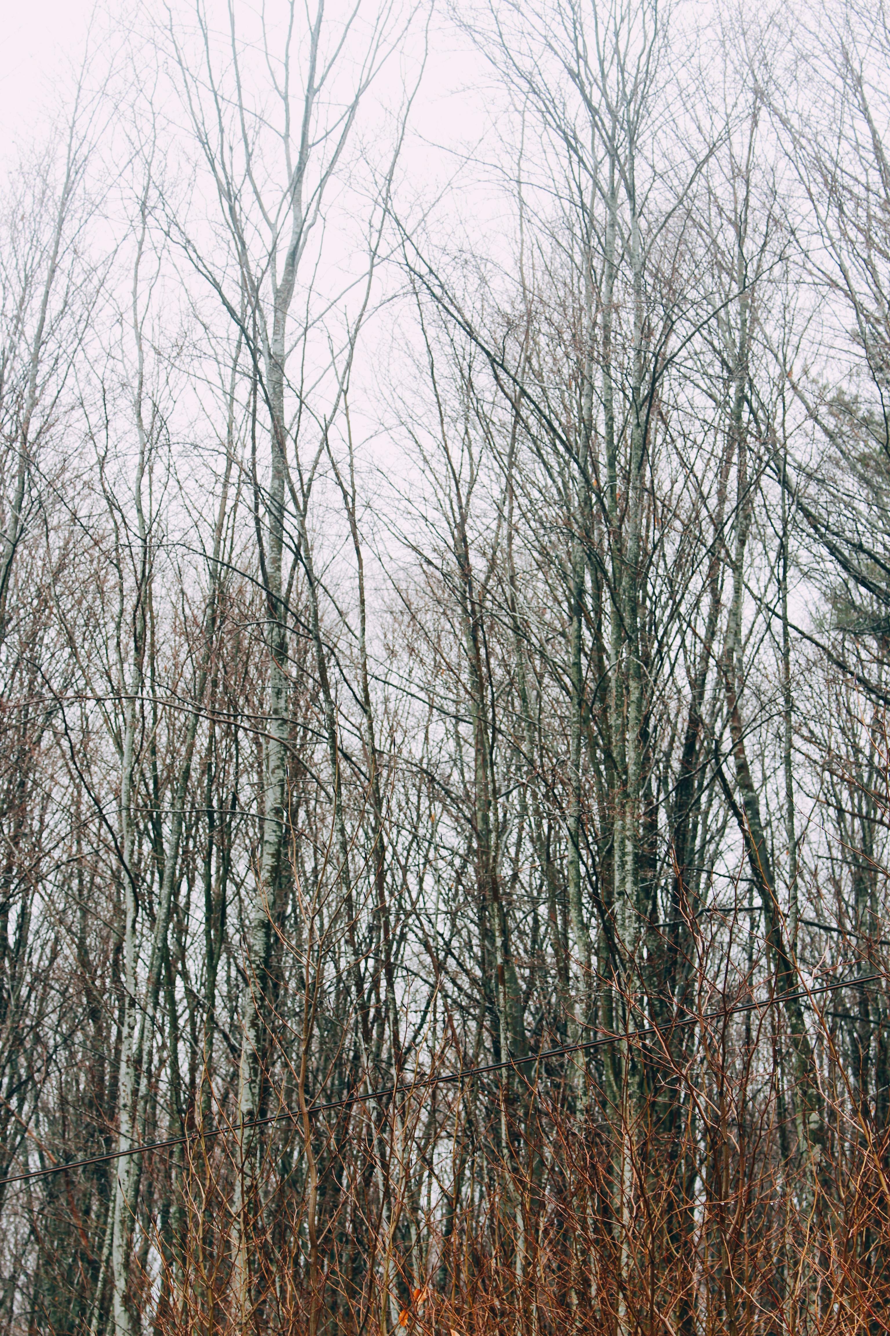 Free A serene view of bare trees in a misty winter forest. Stock Photo