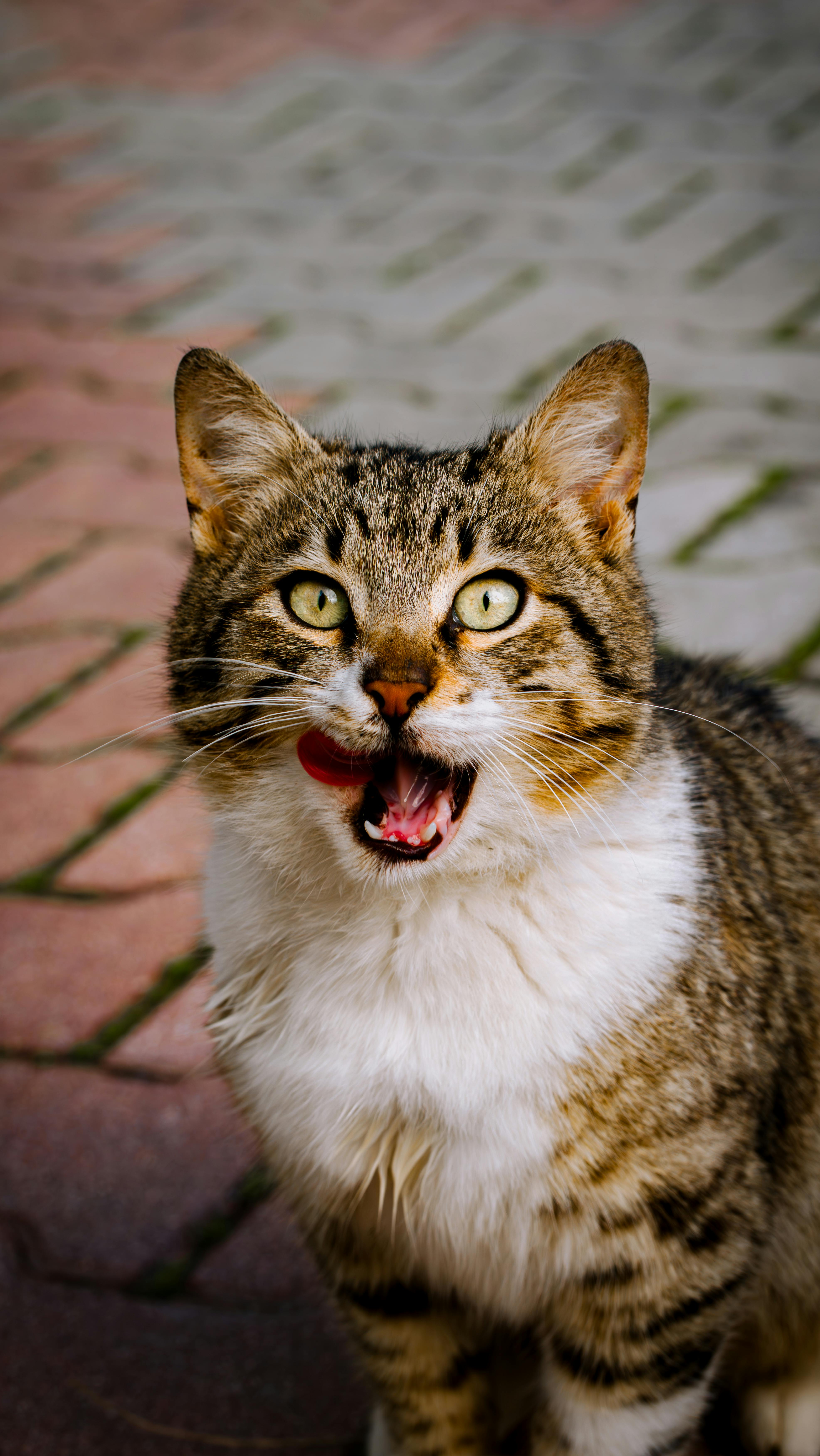 Δωρεάν Μια ριγέ γάτα με πράσινα μάτια βγάζει τη γλώσσα της σε ένα ασφαλτοστρωμένο μονοπάτι στην Τουρκία. Φωτογραφία από στοκ φωτογραφιών