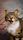 funny cat