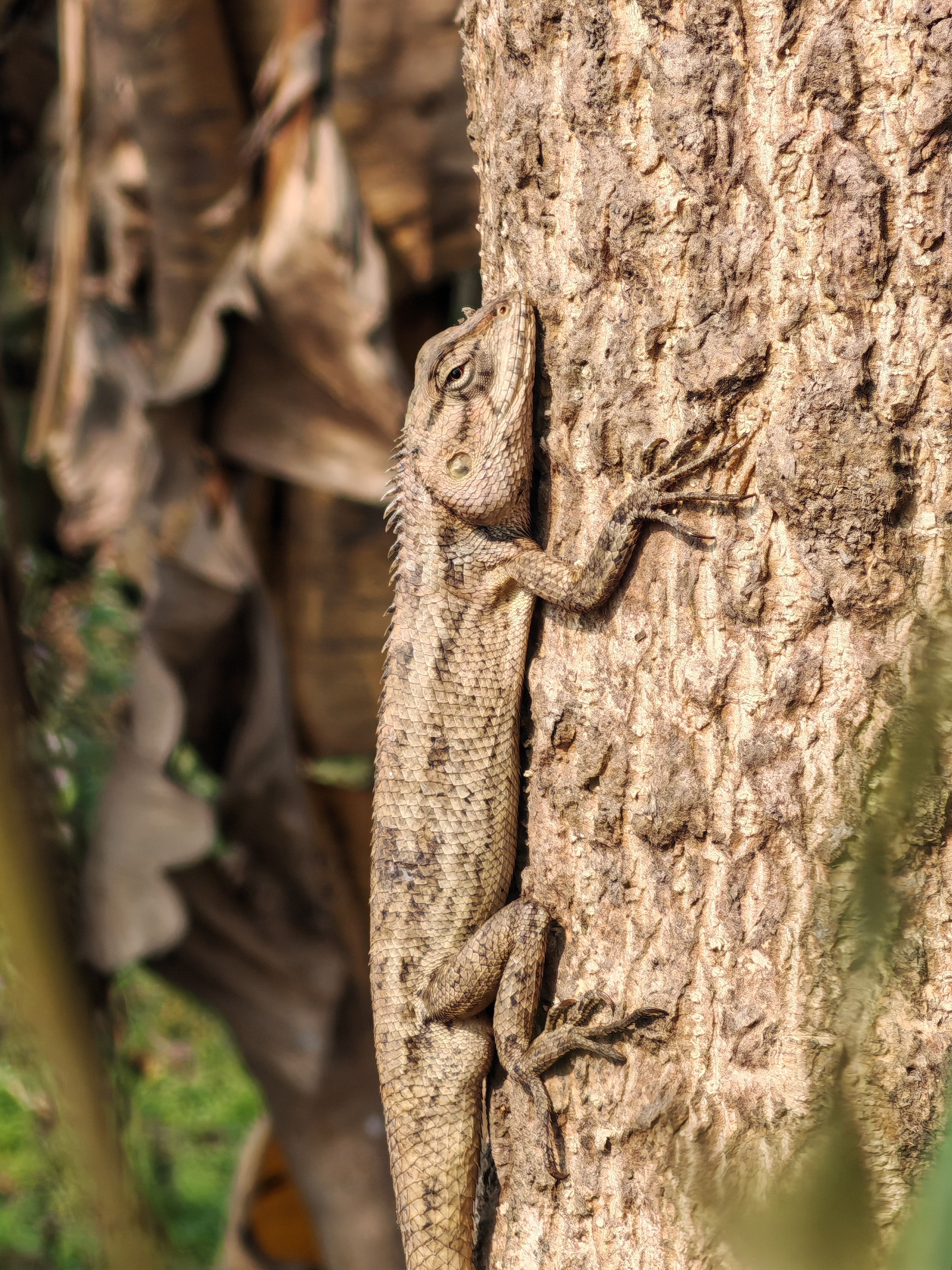 Close-up of Lizard on Tree Trunk Outdoors · Free Stock Photo