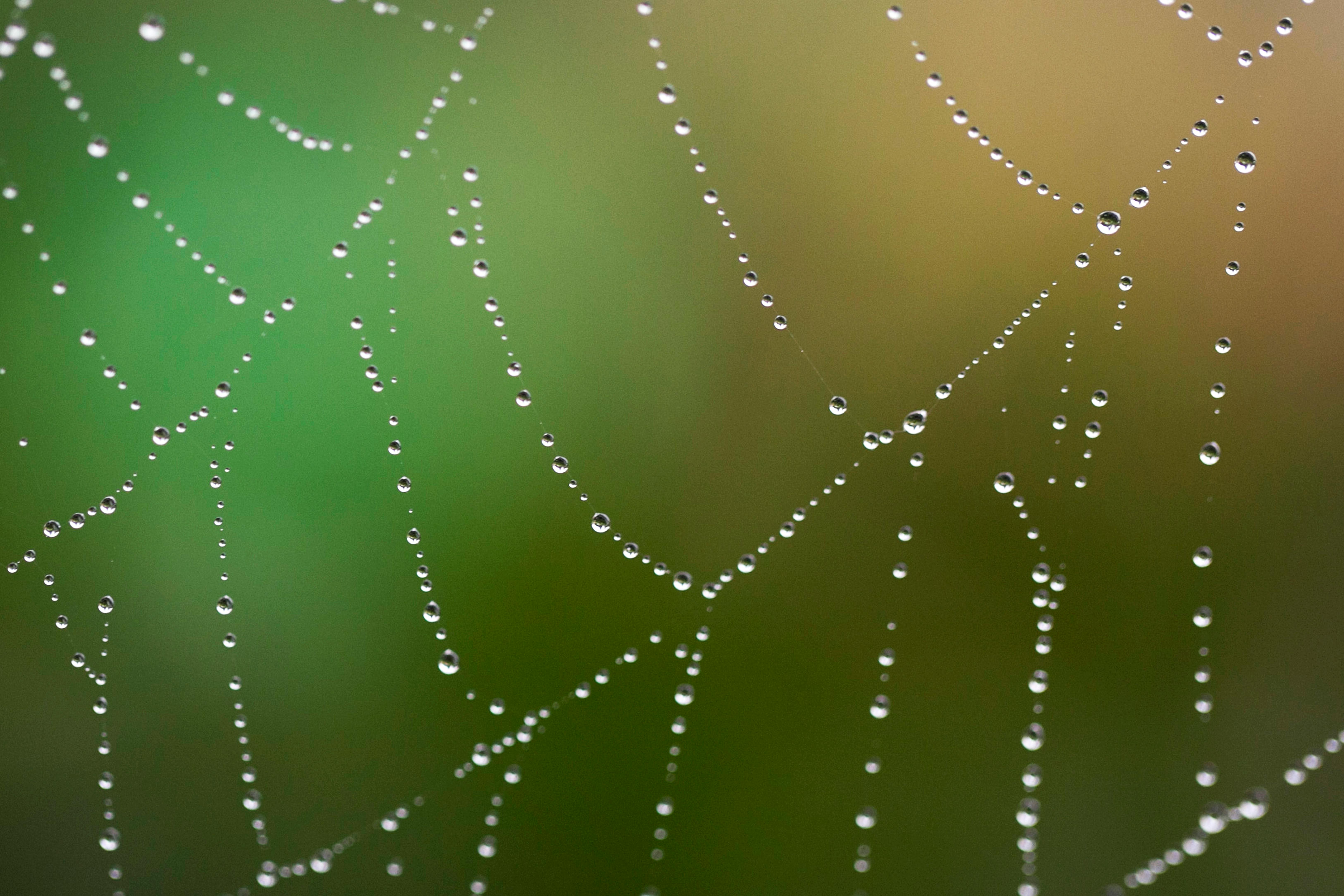 Δωρεάν στοκ φωτογραφιών με bokeh, macro, web Φωτογραφία από στοκ φωτογραφιών