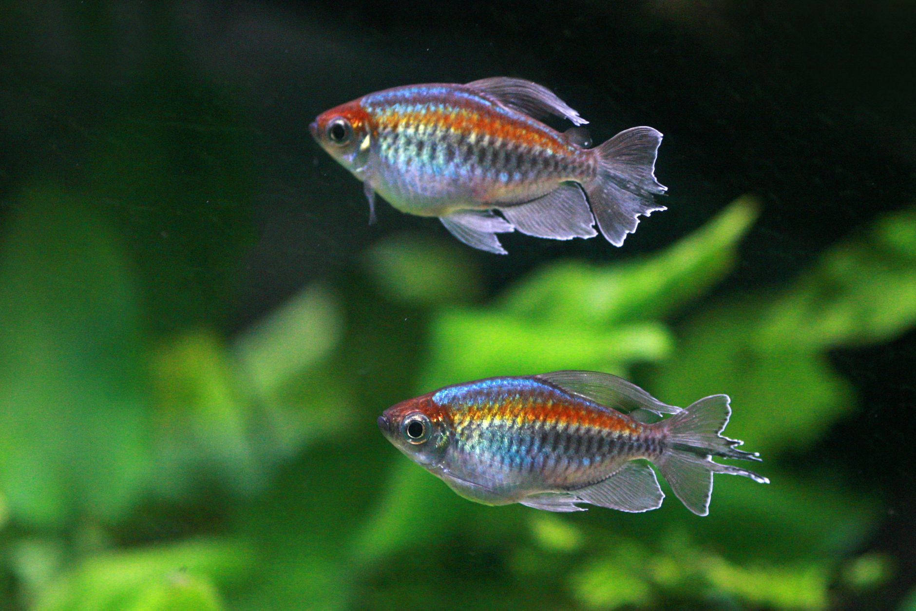 Best Tetra Aquarium Supplies (2026)