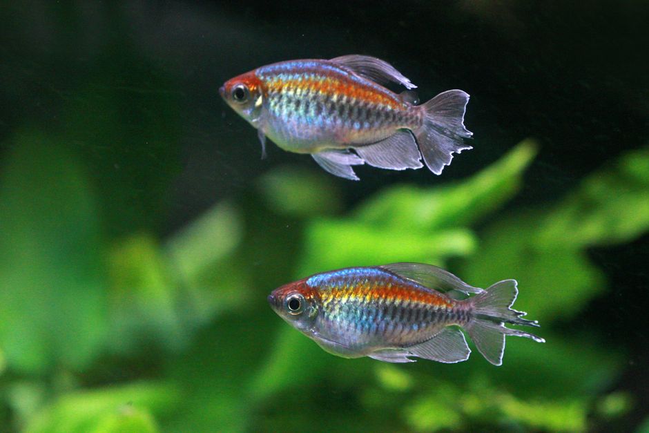 Vibrant Congo tetra fish swimming in a lush aquarium environment.