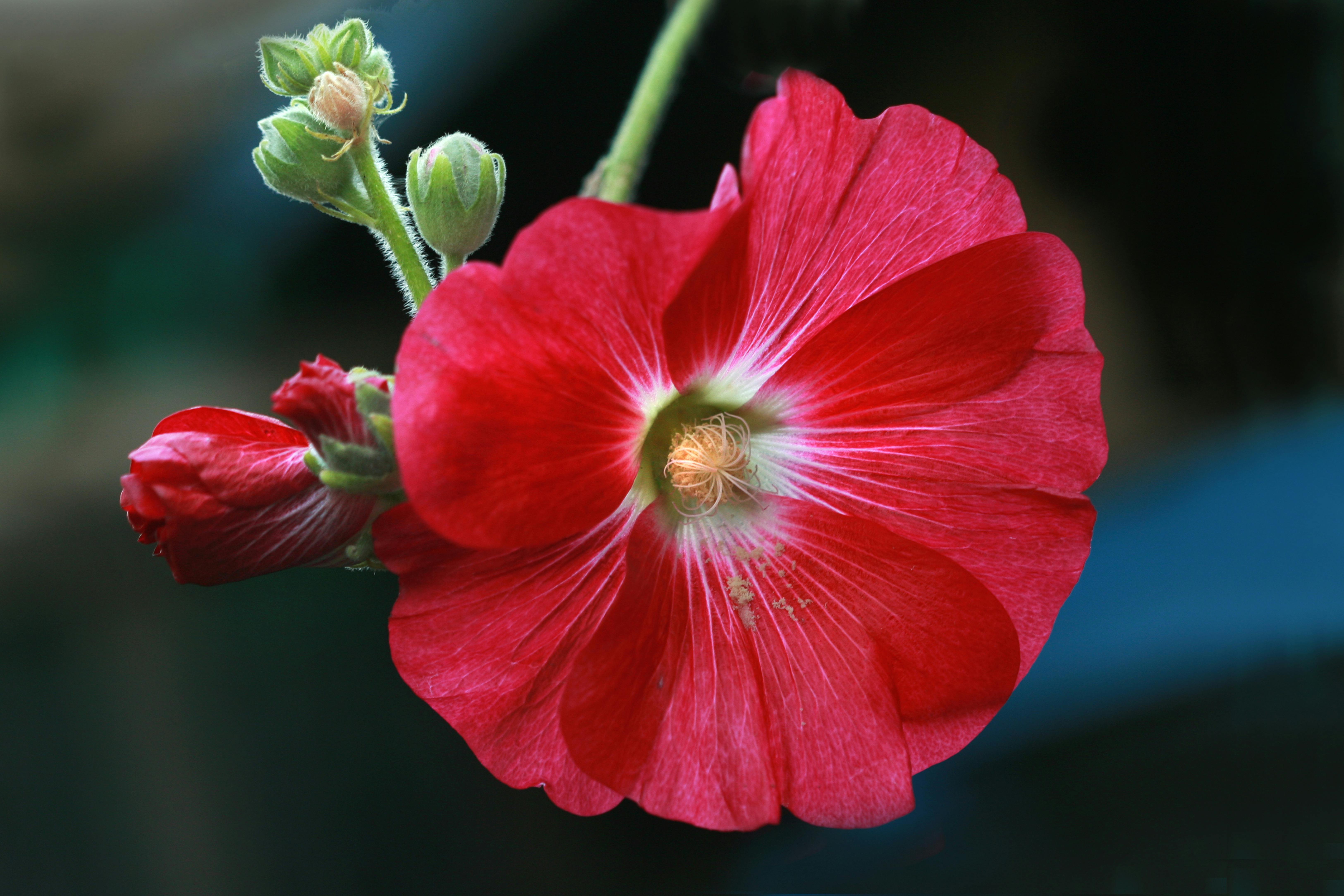 Miễn phí Ảnh cận cảnh một bông hoa thục quỳ đỏ rực rỡ, khoe trọn vẻ đẹp tự nhiên của nó. Ảnh lưu trữ