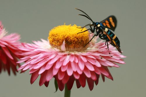 Free Macro shot of a vibrant moth perched on a pink everlasting flower, highlighting its distinct patterns. Stock Photo