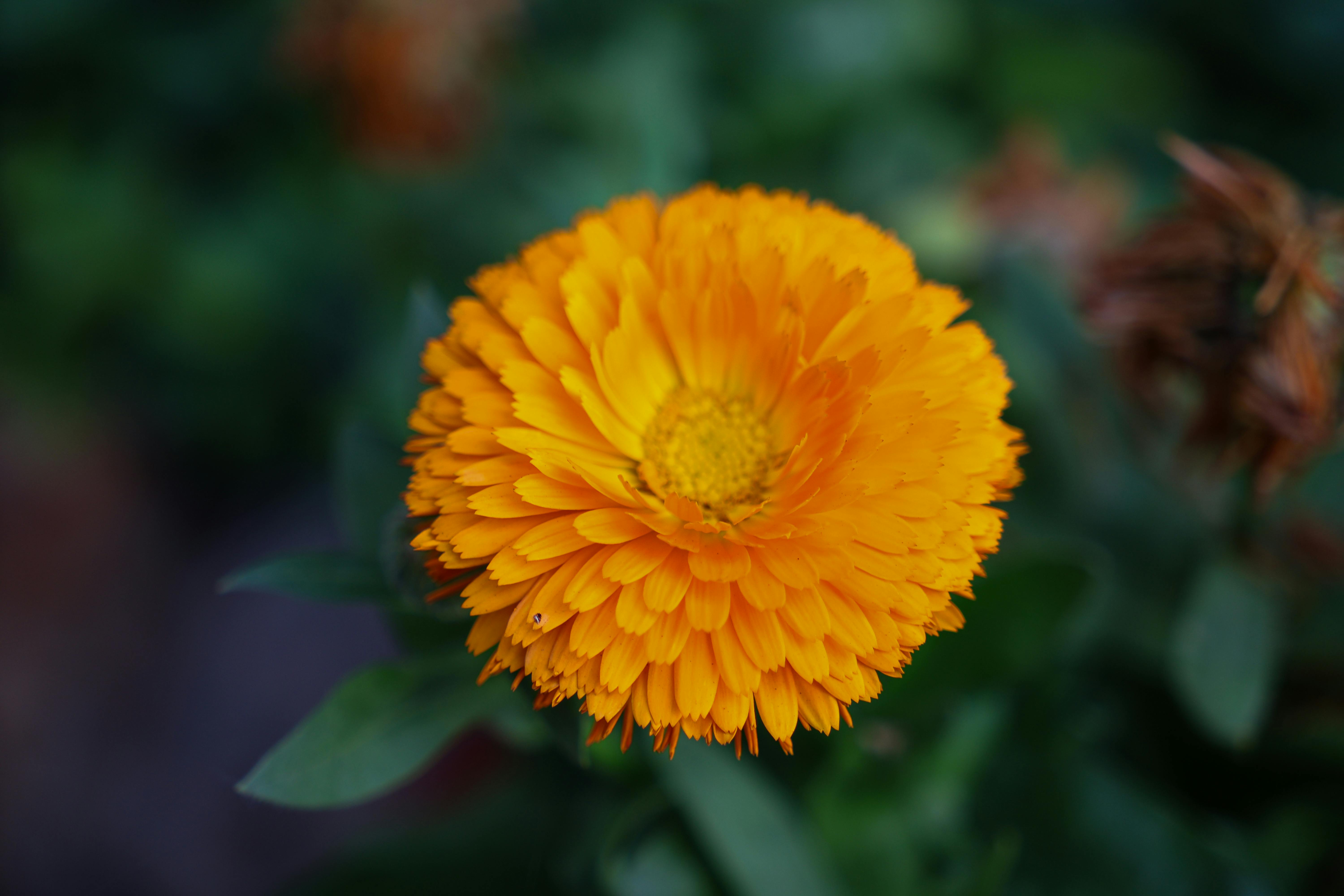 Ingyenes stockfotó bezár, bokeh háttér, botanikus témában Stockfotó