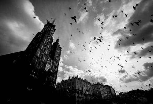 Grayscale Photo Of Flock Of Birds Flying Over A Building