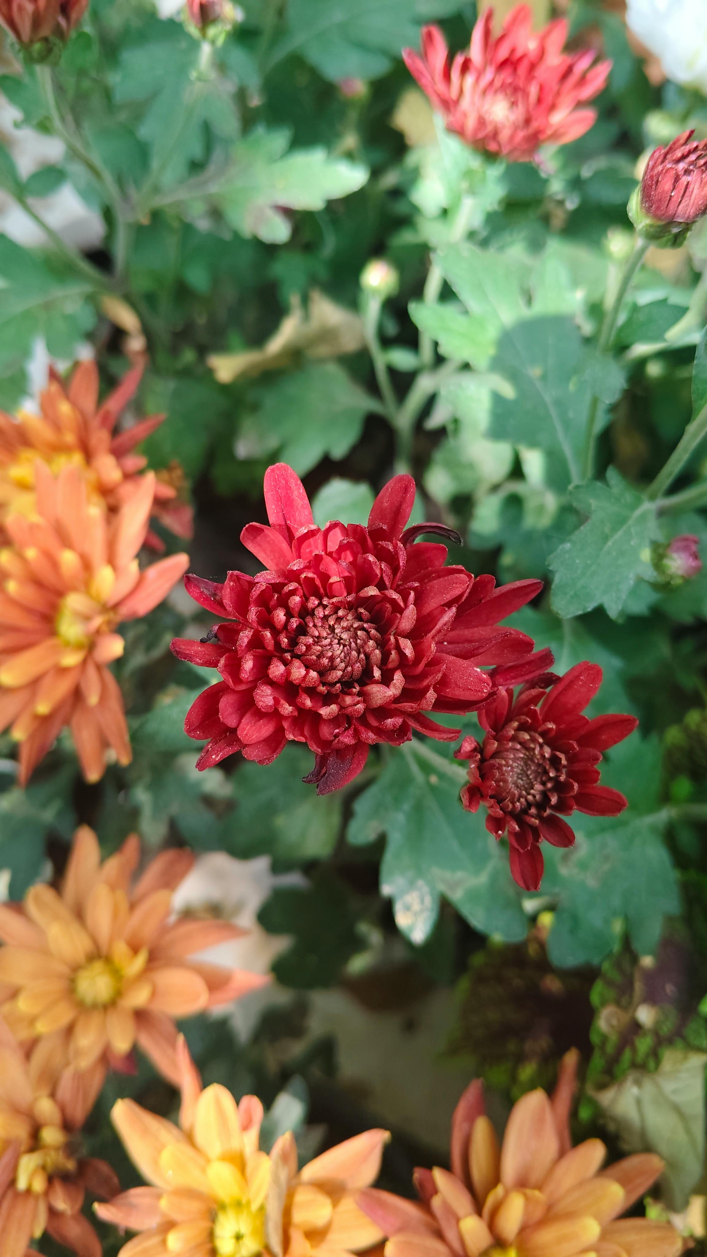 gratis Heldere chrysanten in volle bloei tonen levendige kleuren in een tuin in Bengaluru. Stockfoto
