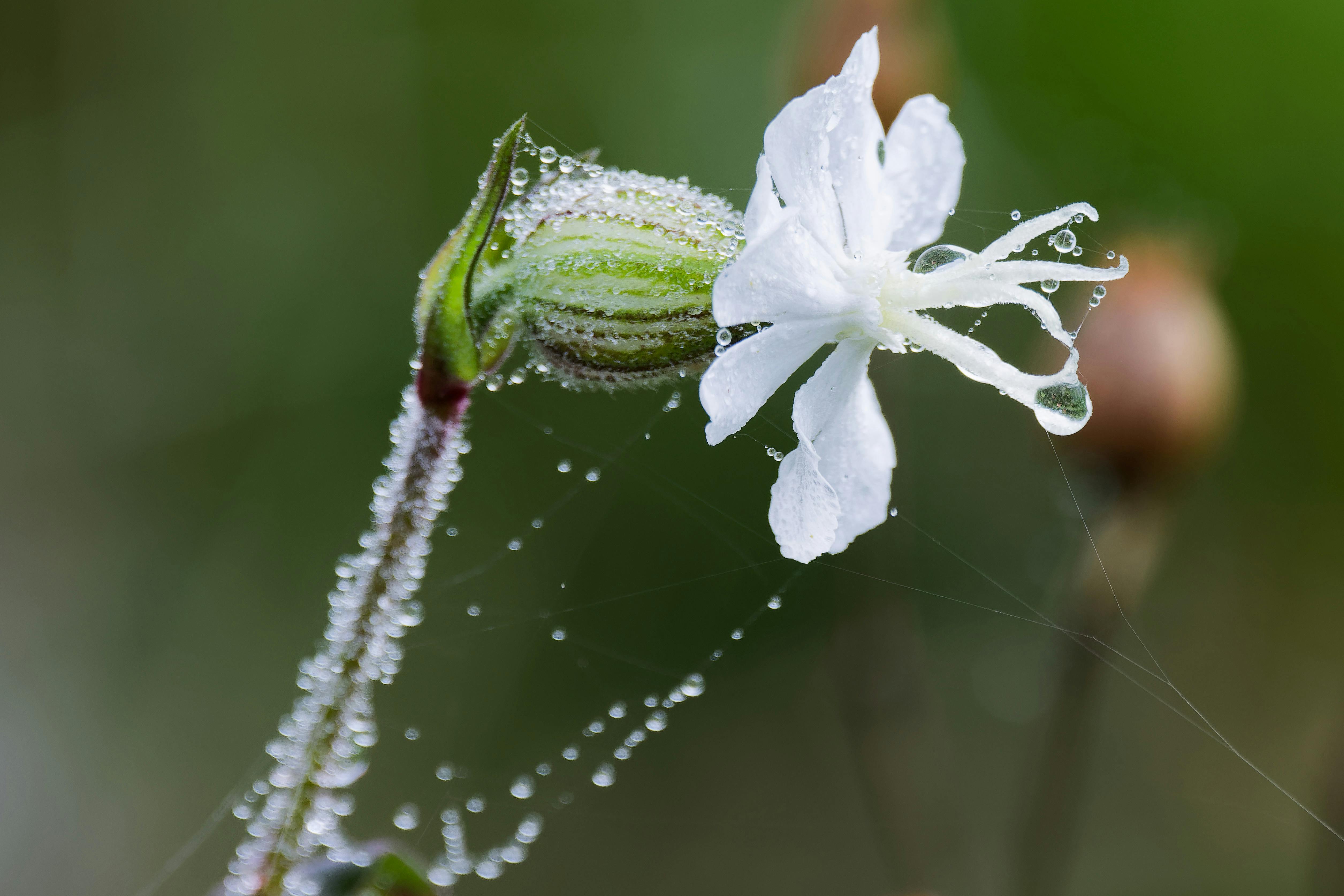 32,000-Year-Old Arctic Plant Seeds Successfully Regenerated from Permafrost