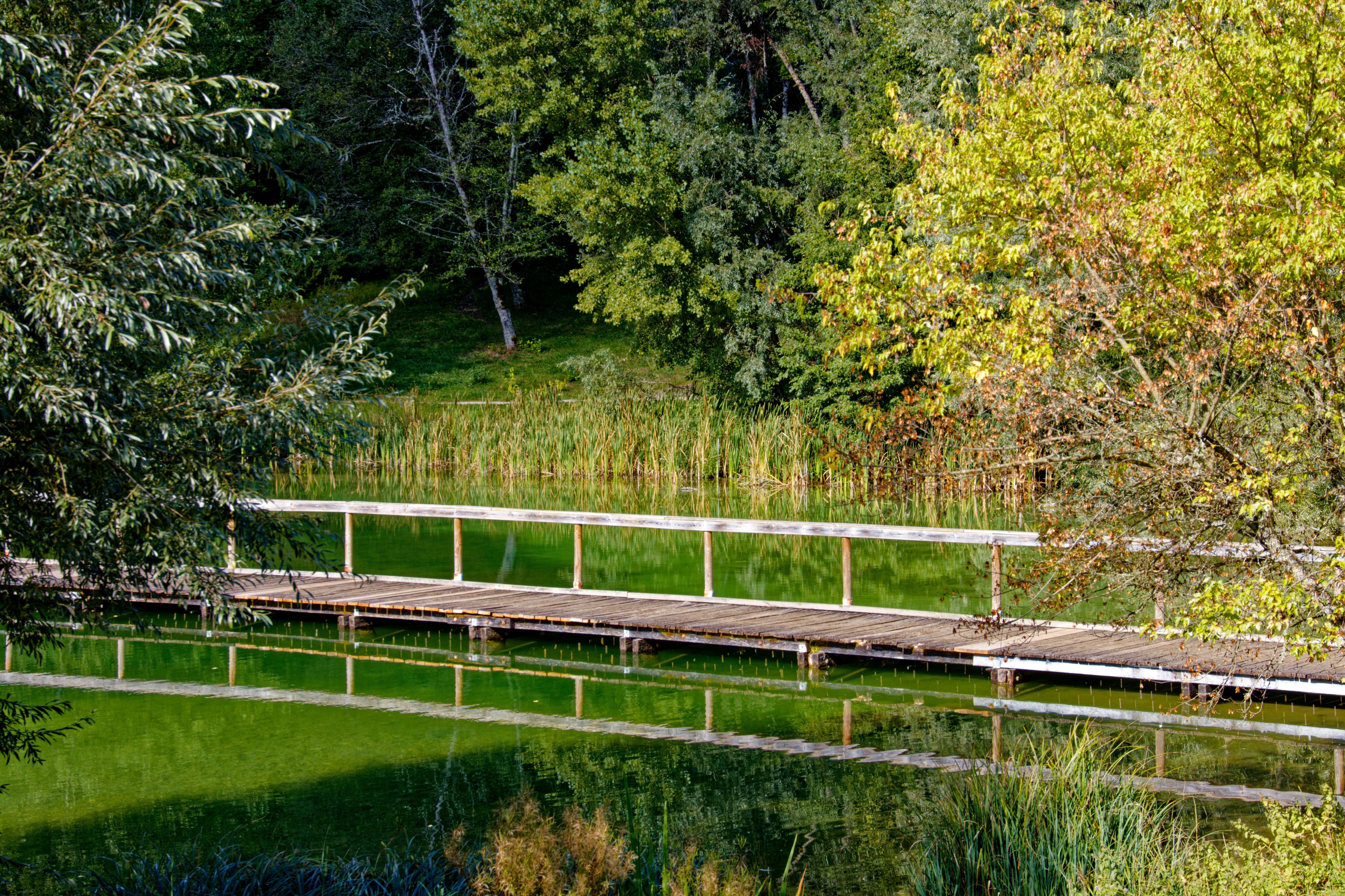 A tranquil wooden bridge spans a lush green pond surrounded by vibrant foliage.