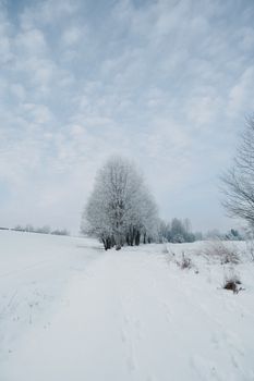 A peaceful winter scene with snow-covered trees and a cloudy sky.